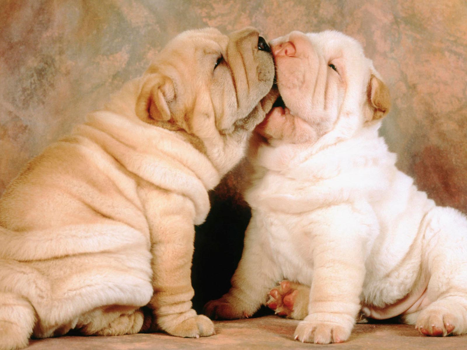 Wallpaper Cute Puppies Wallpapers