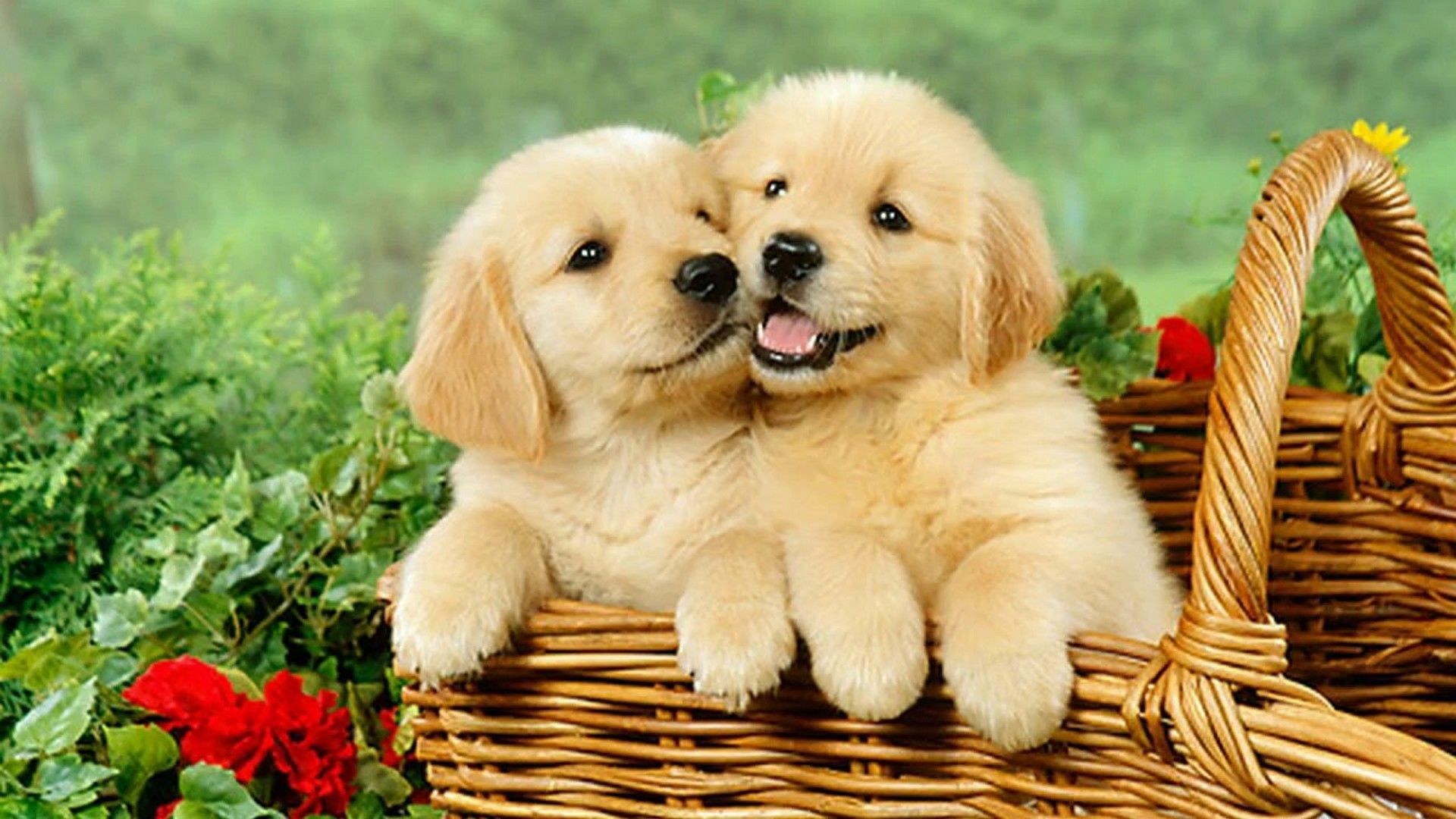 Wallpaper Cute Puppies Wallpapers