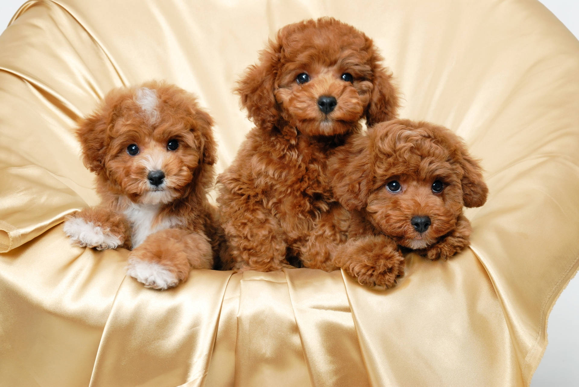 Wallpaper Cute Puppies Wallpapers