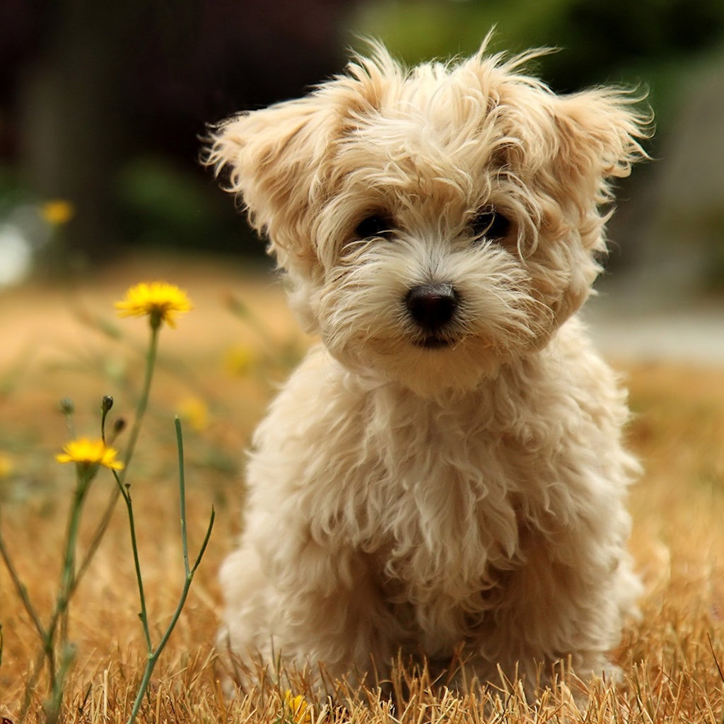 Wallpaper Cute Puppies Wallpapers