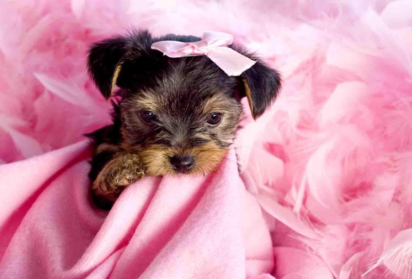 Wallpaper Cute Puppies Wallpapers