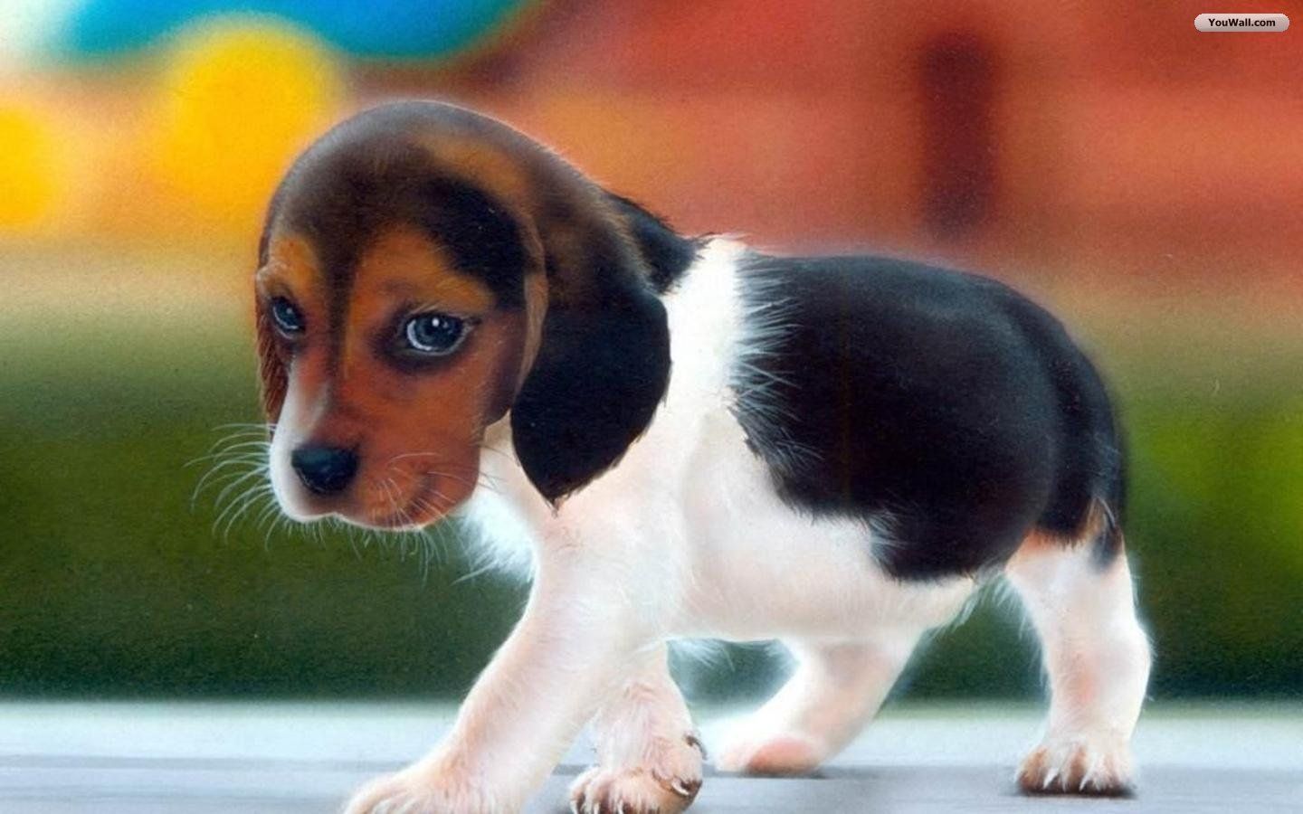 Wallpaper Cute Puppies Wallpapers