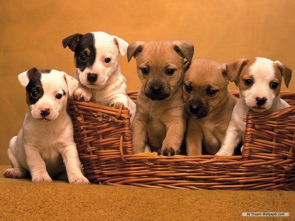 Wallpaper Cute Puppies Wallpapers