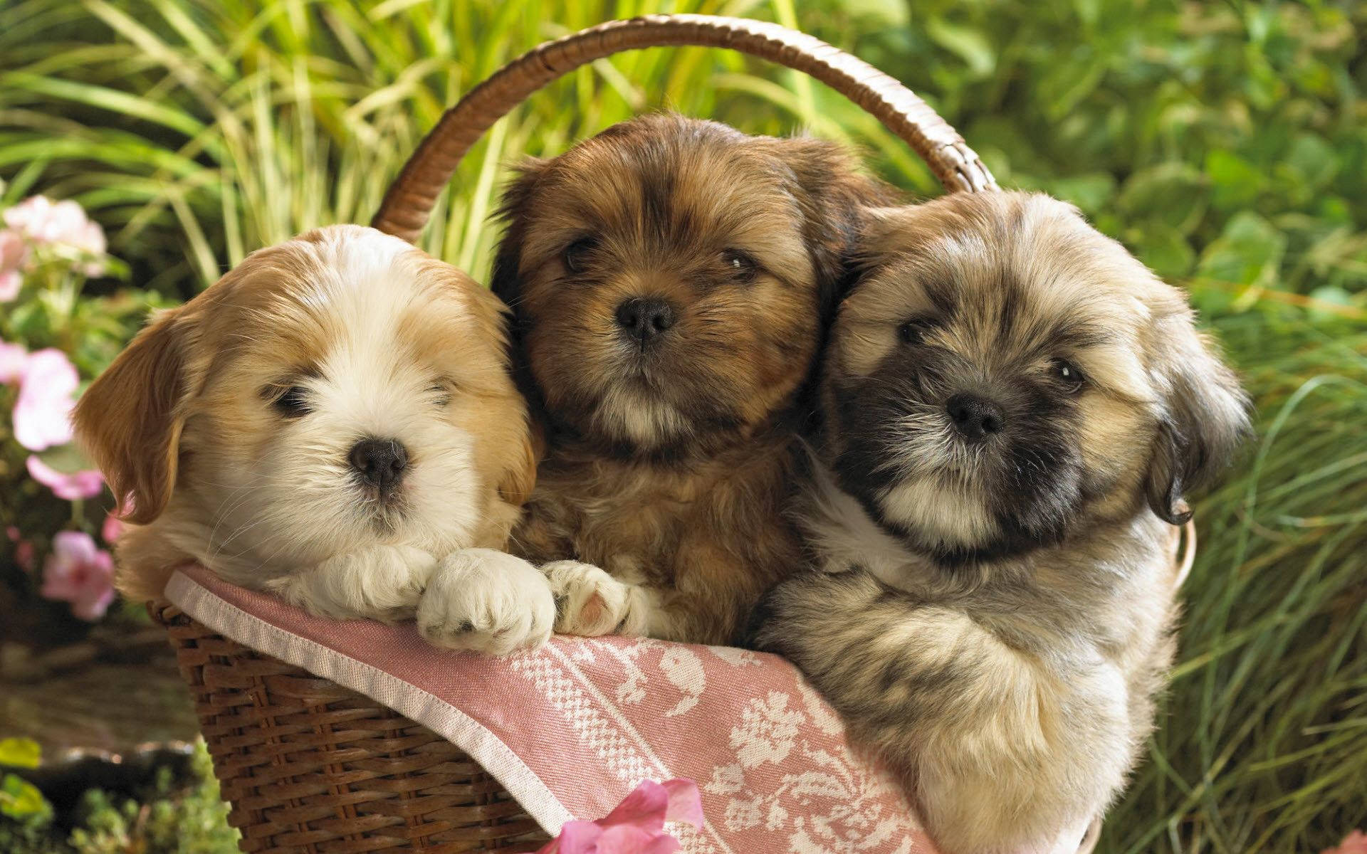 Wallpaper Cute Puppies Wallpapers