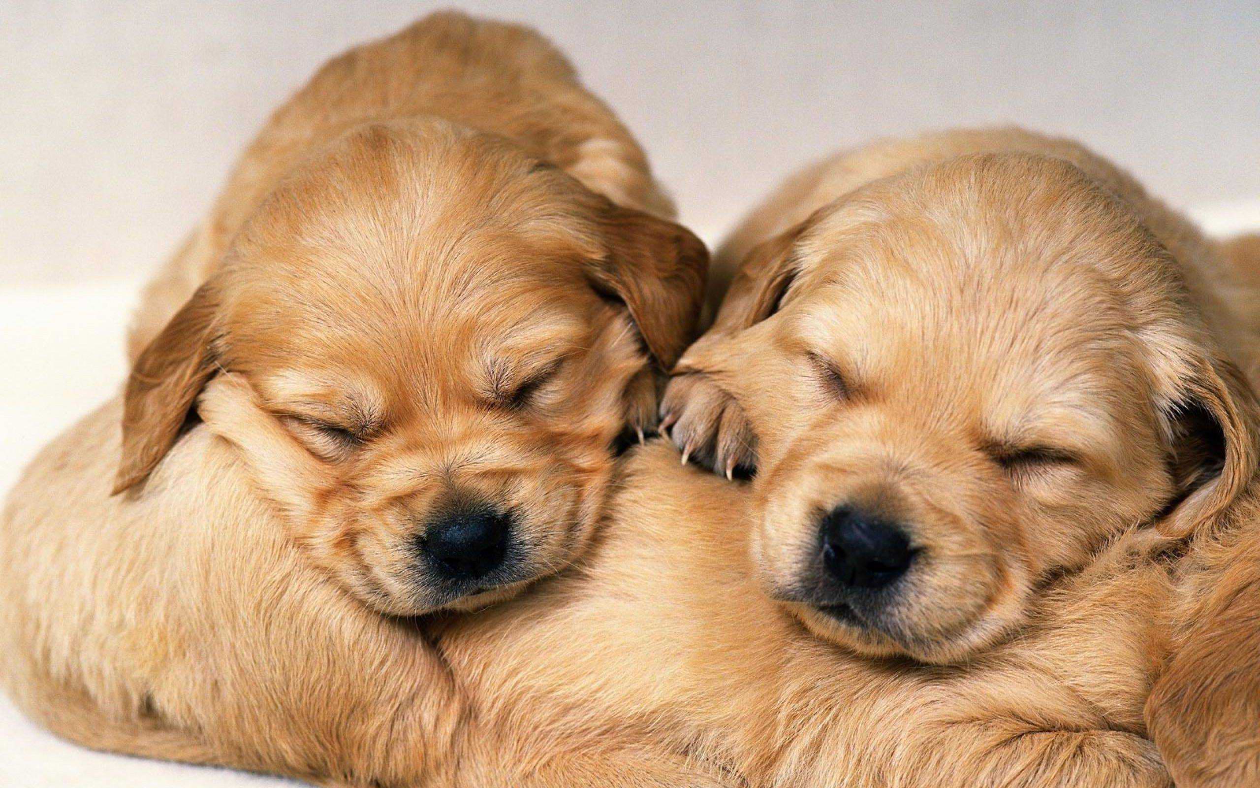 Wallpaper Cute Puppies Wallpapers