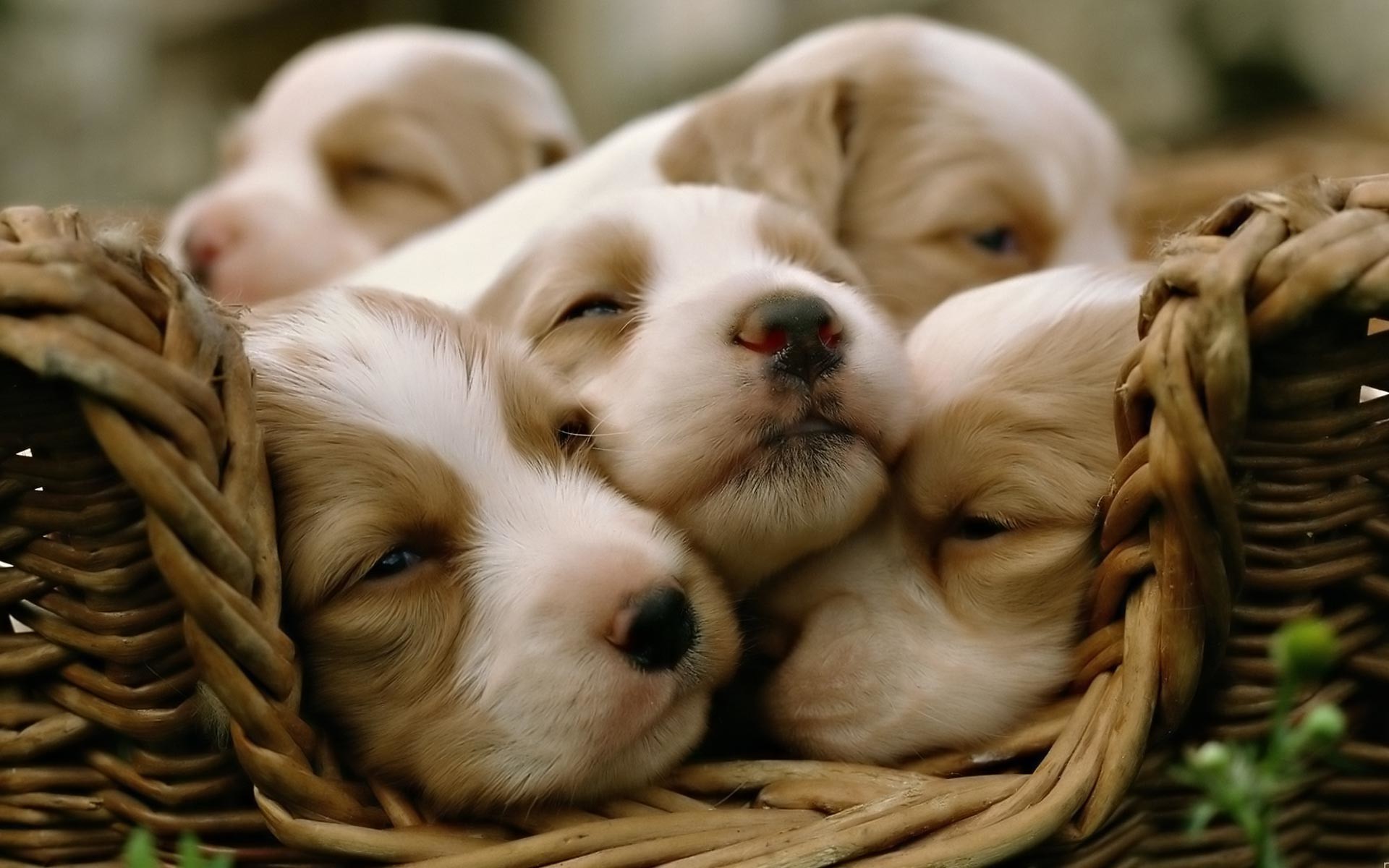 Wallpaper Cute Puppies Wallpapers