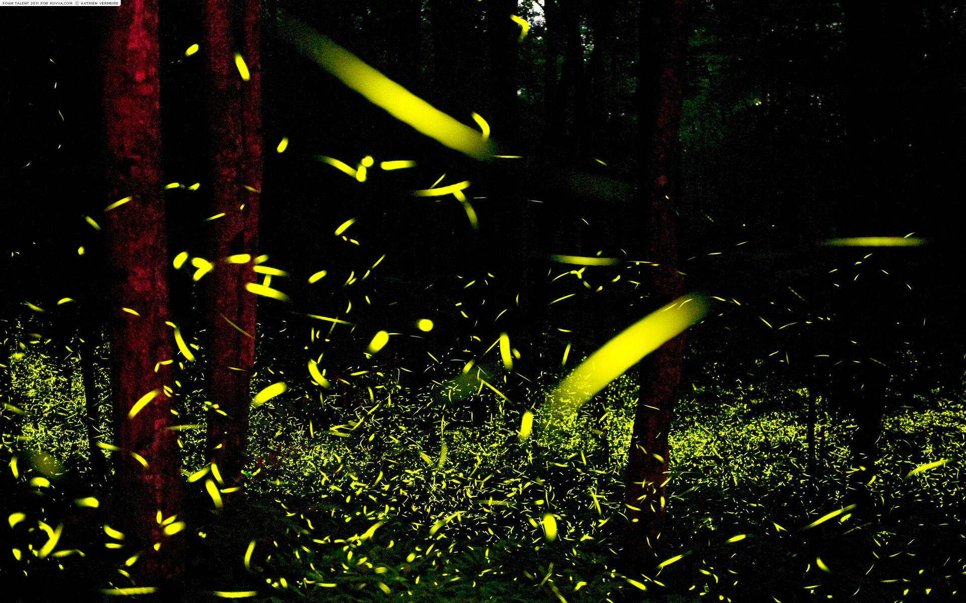 Wallpaper Fireflies Wallpapers