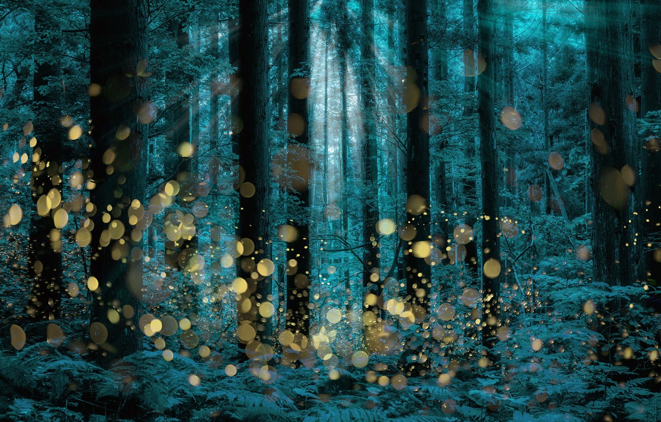 Wallpaper Fireflies Wallpapers