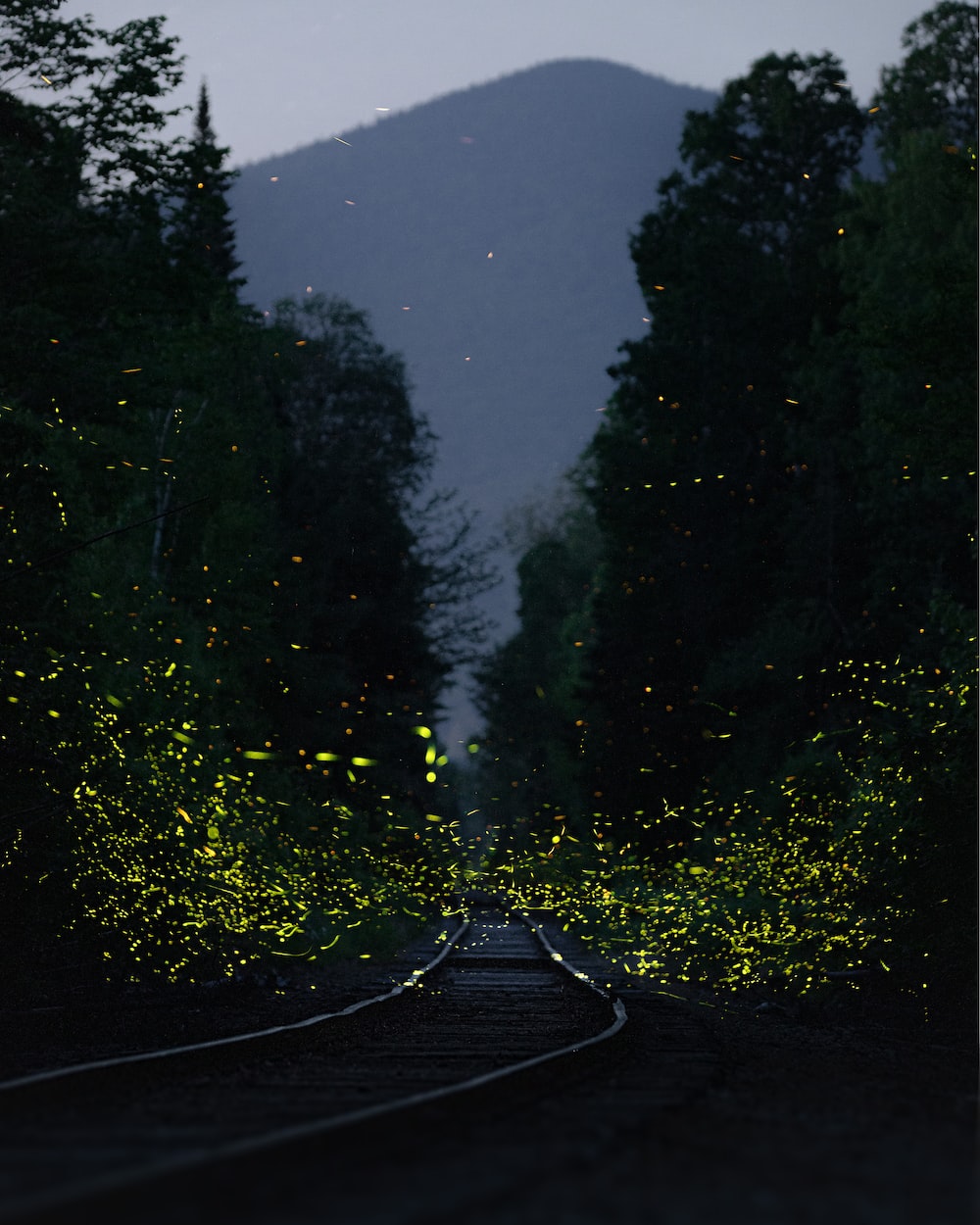 Wallpaper Fireflies Wallpapers