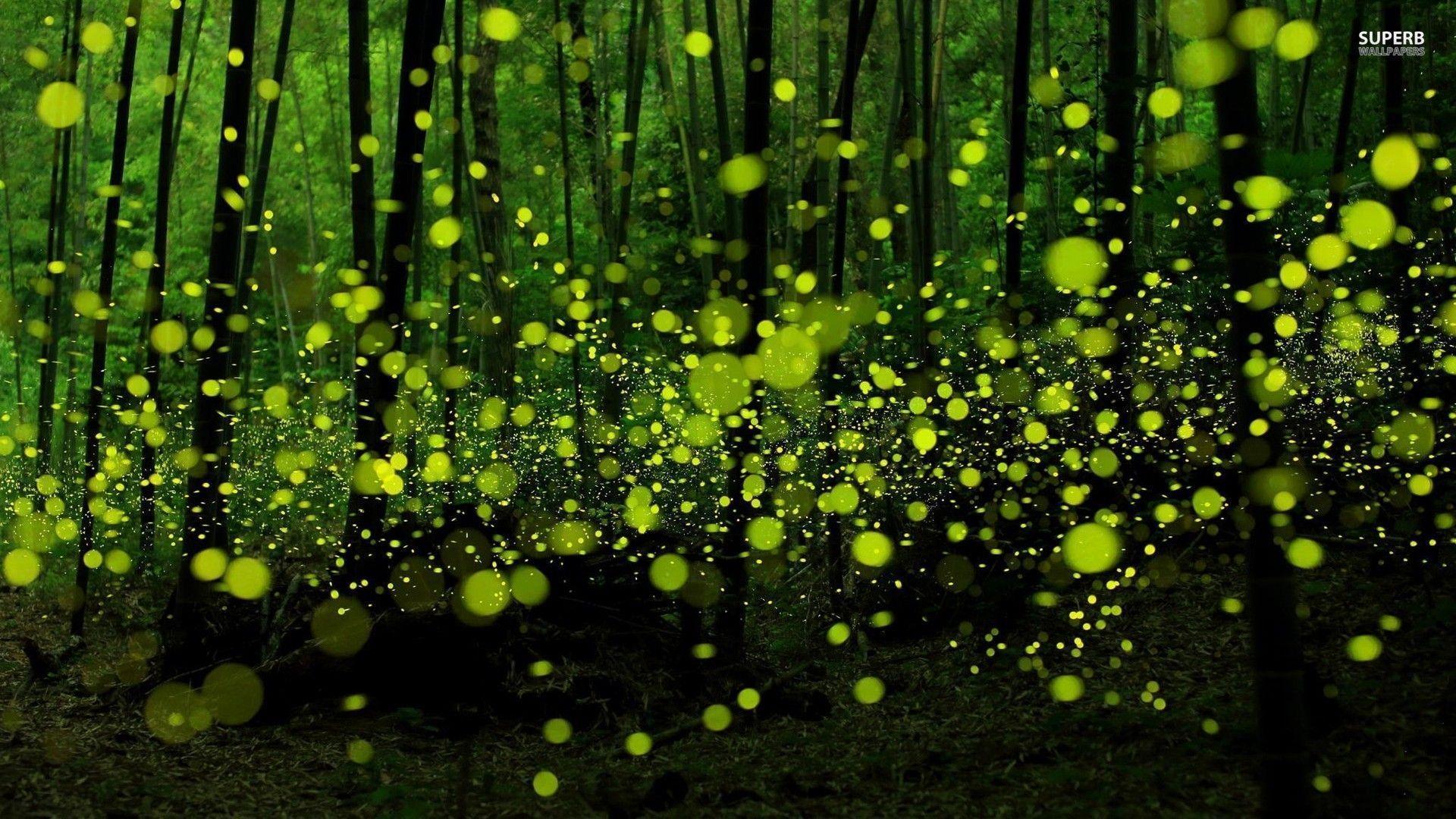 Wallpaper Fireflies Wallpapers