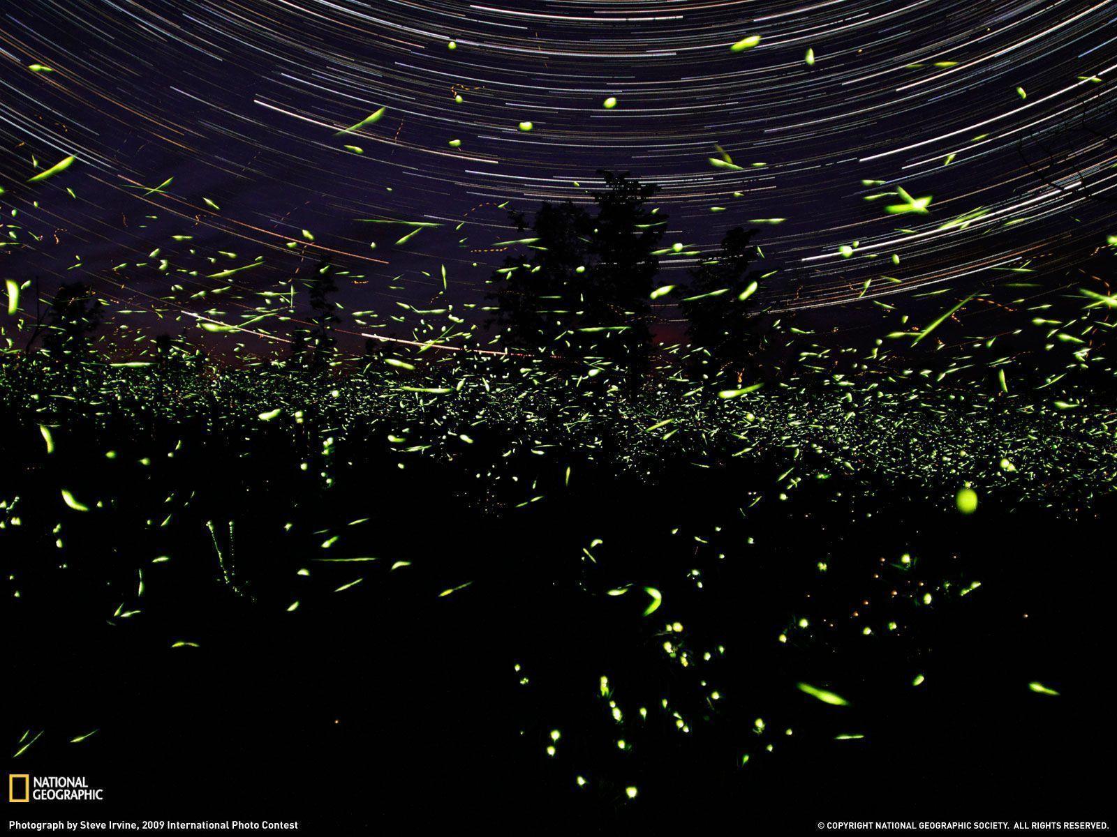 Wallpaper Fireflies Wallpapers