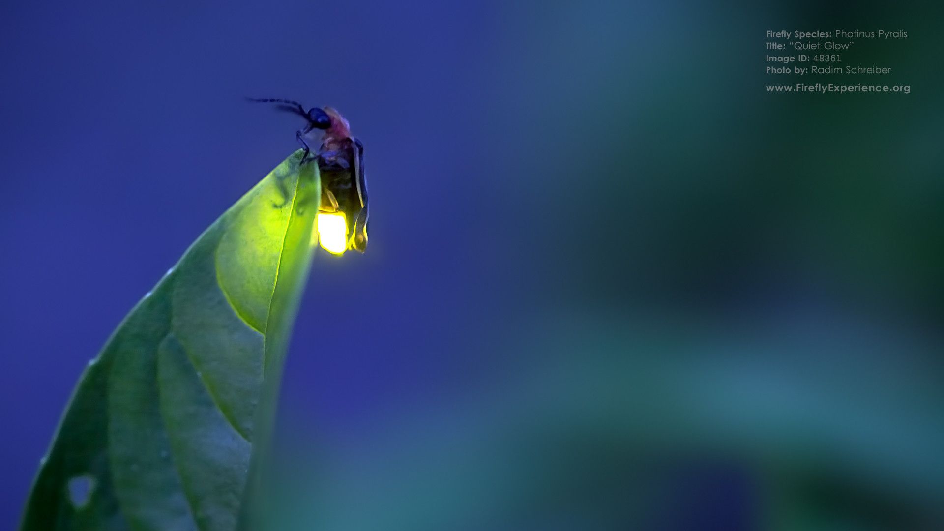 Wallpaper Fireflies Wallpapers