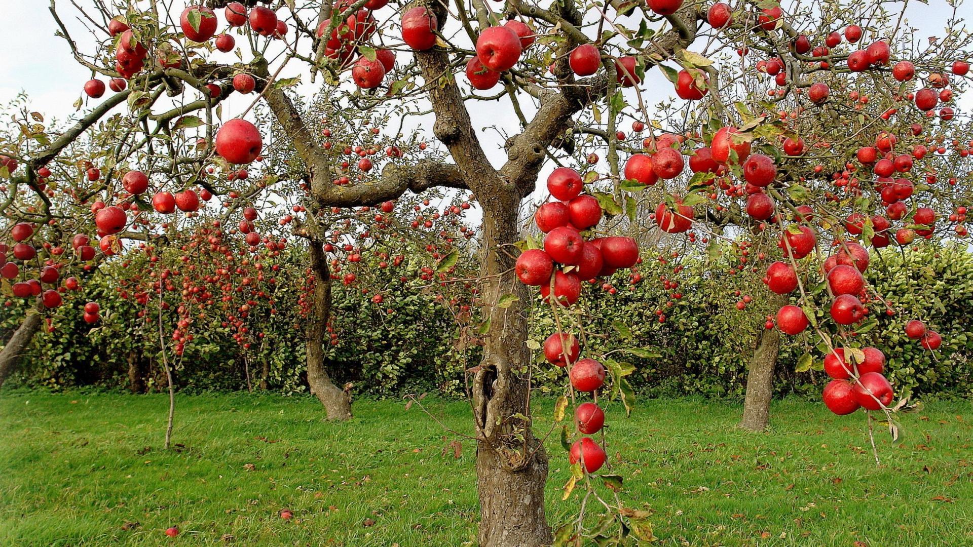 Wallpaper Fruits Tree Wallpapers