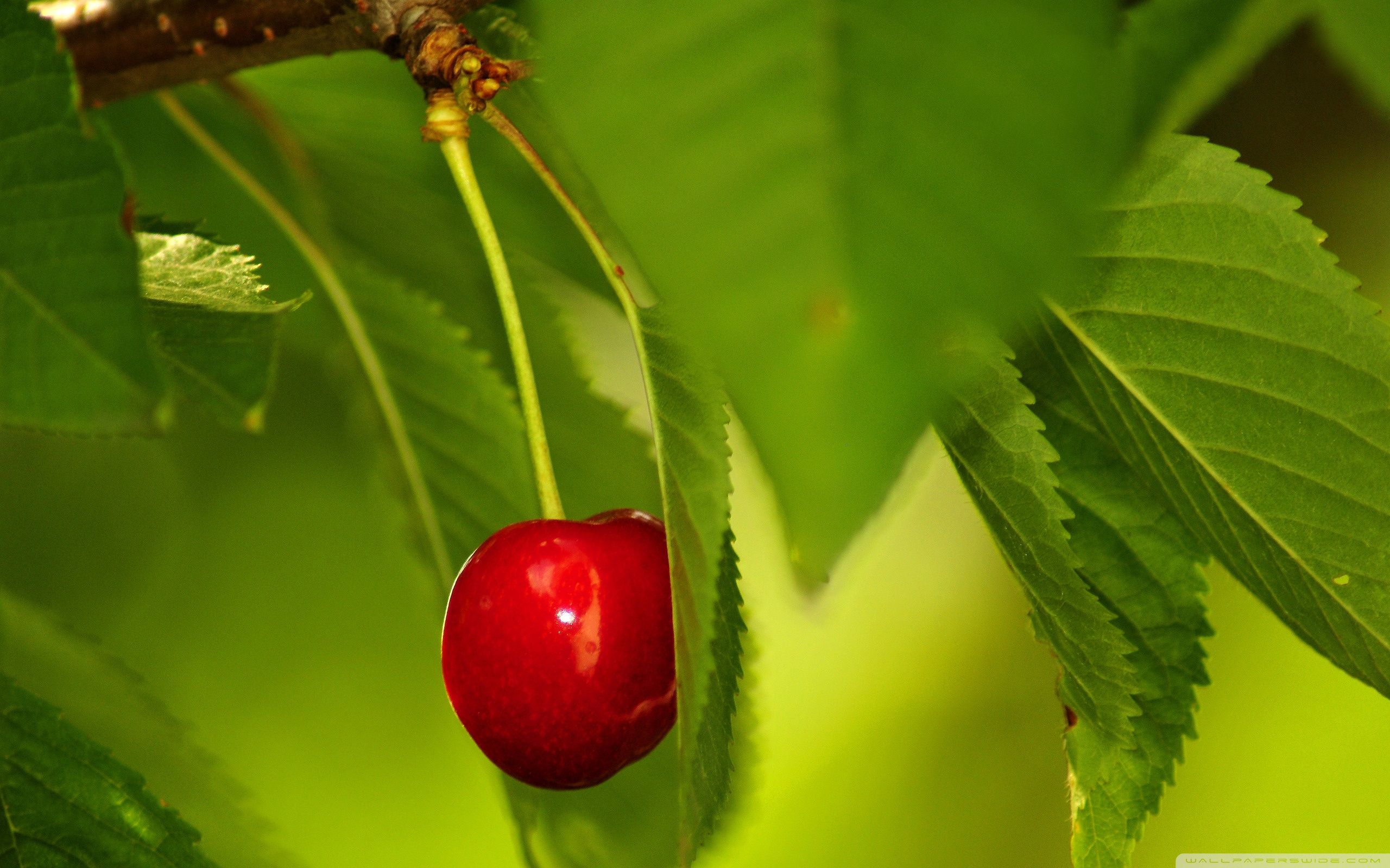 Wallpaper Fruits Tree Wallpapers