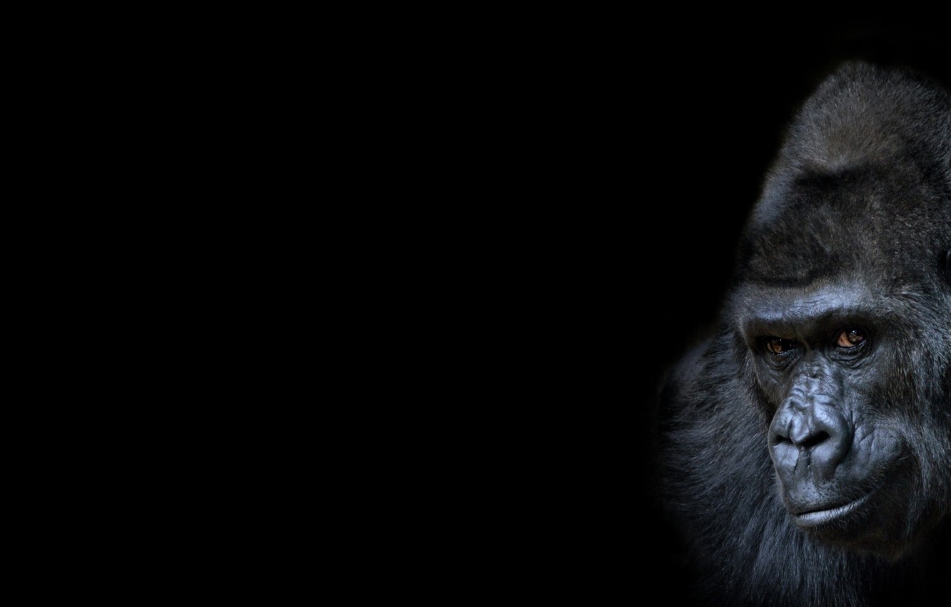 Wallpaper Gorilla Wallpapers