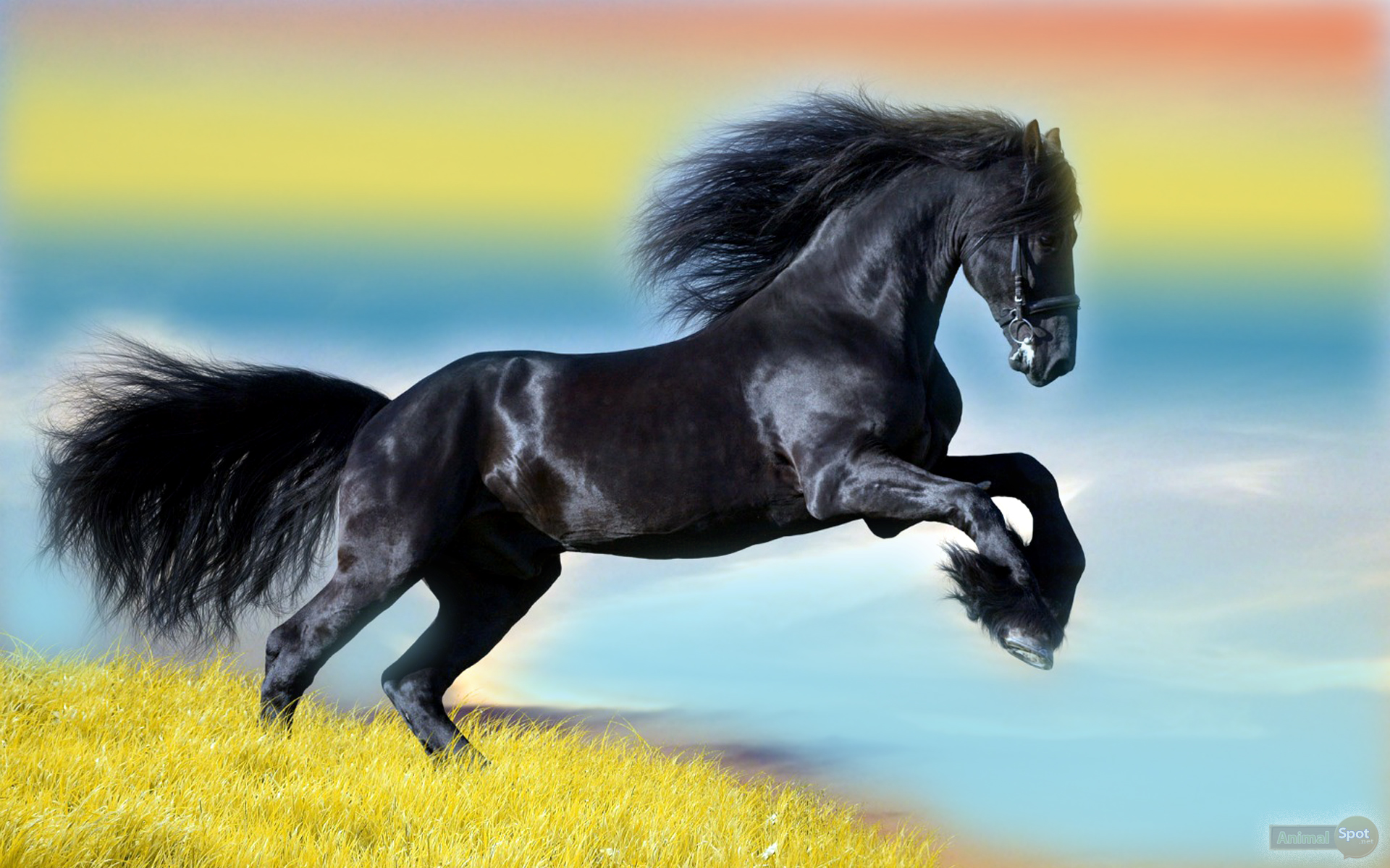 Wallpaper Horse Wallpapers