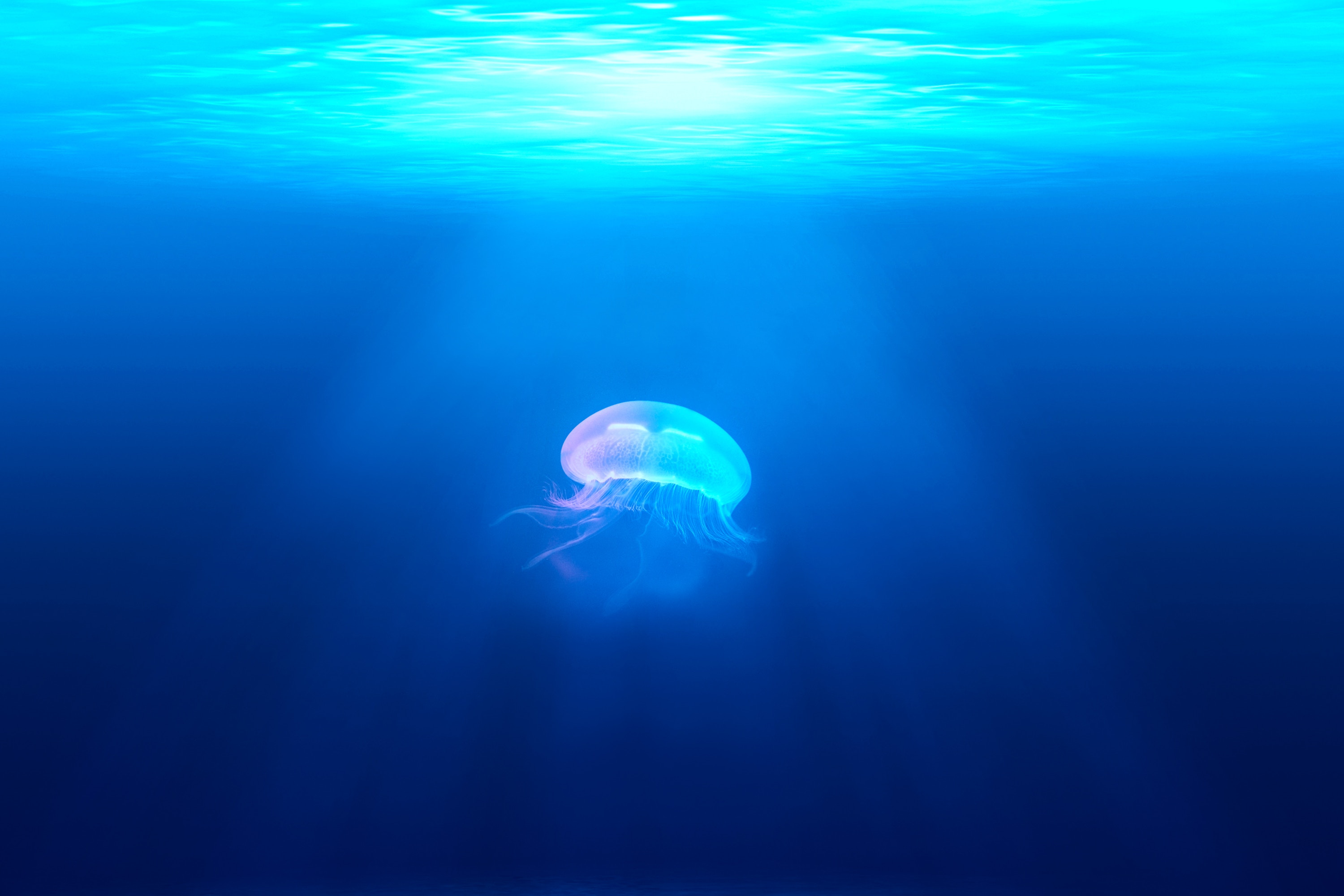 Wallpaper Jelly Wallpapers