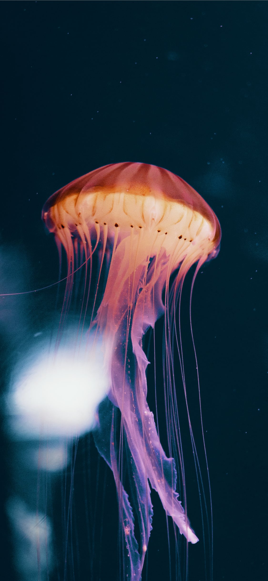 Wallpaper Jelly Wallpapers