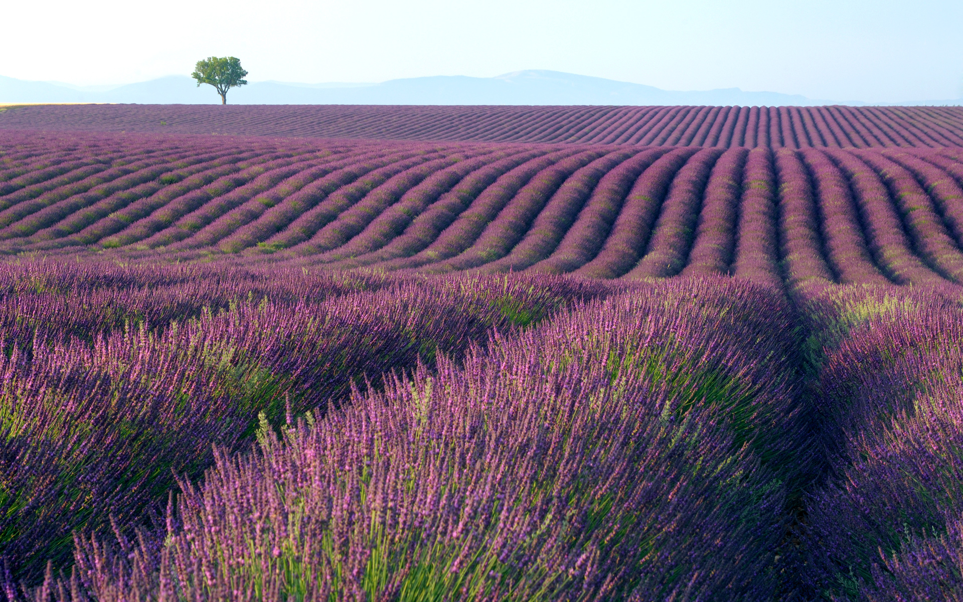 Wallpaper Lavender Field Wallpapers