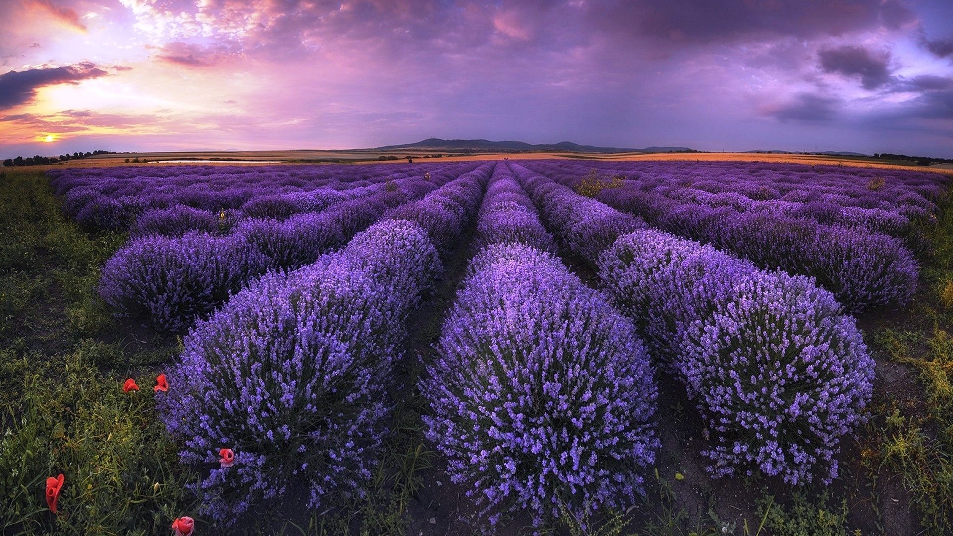 Wallpaper Lavender Field Wallpapers