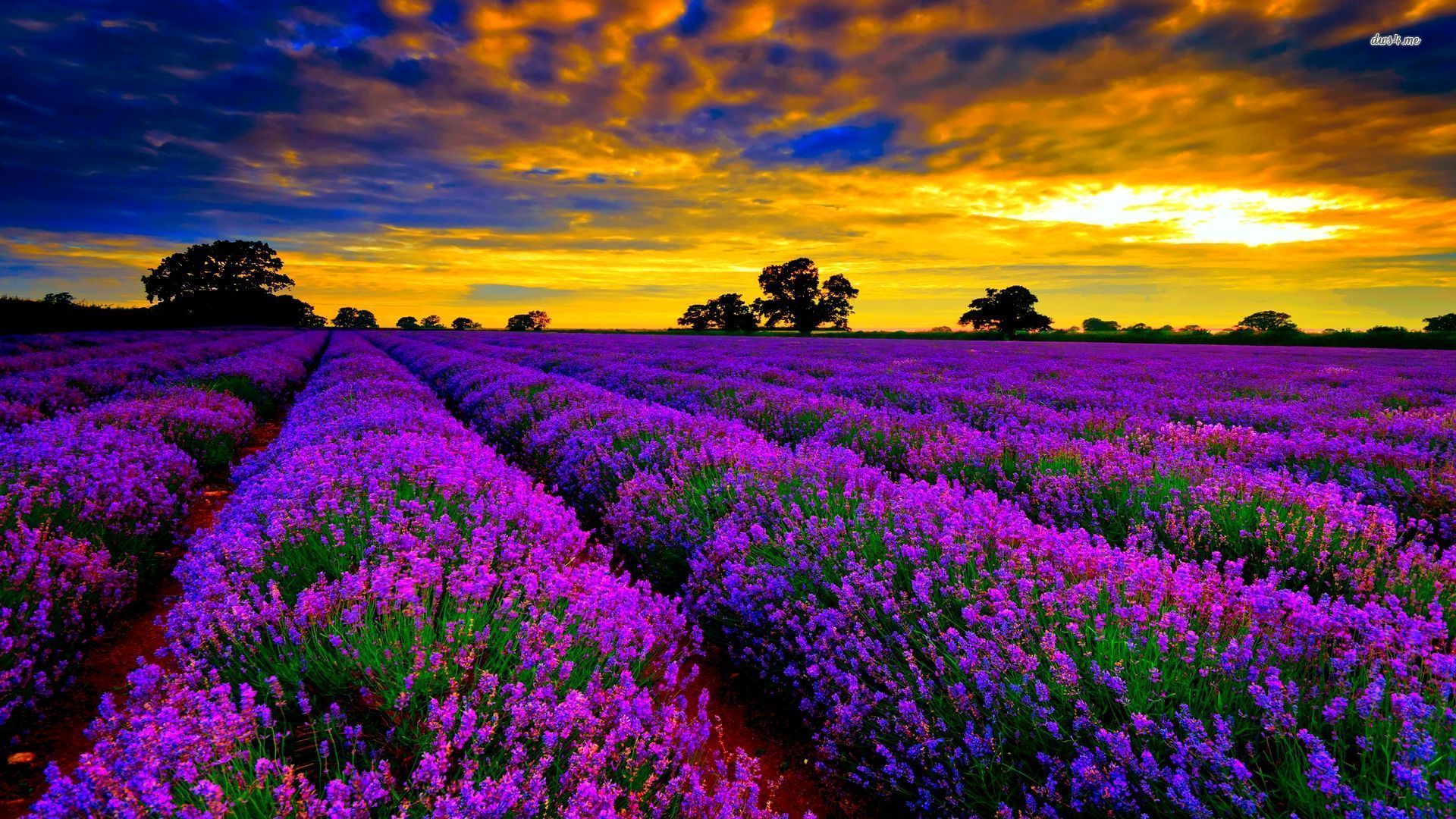 Wallpaper Lavender Field Wallpapers