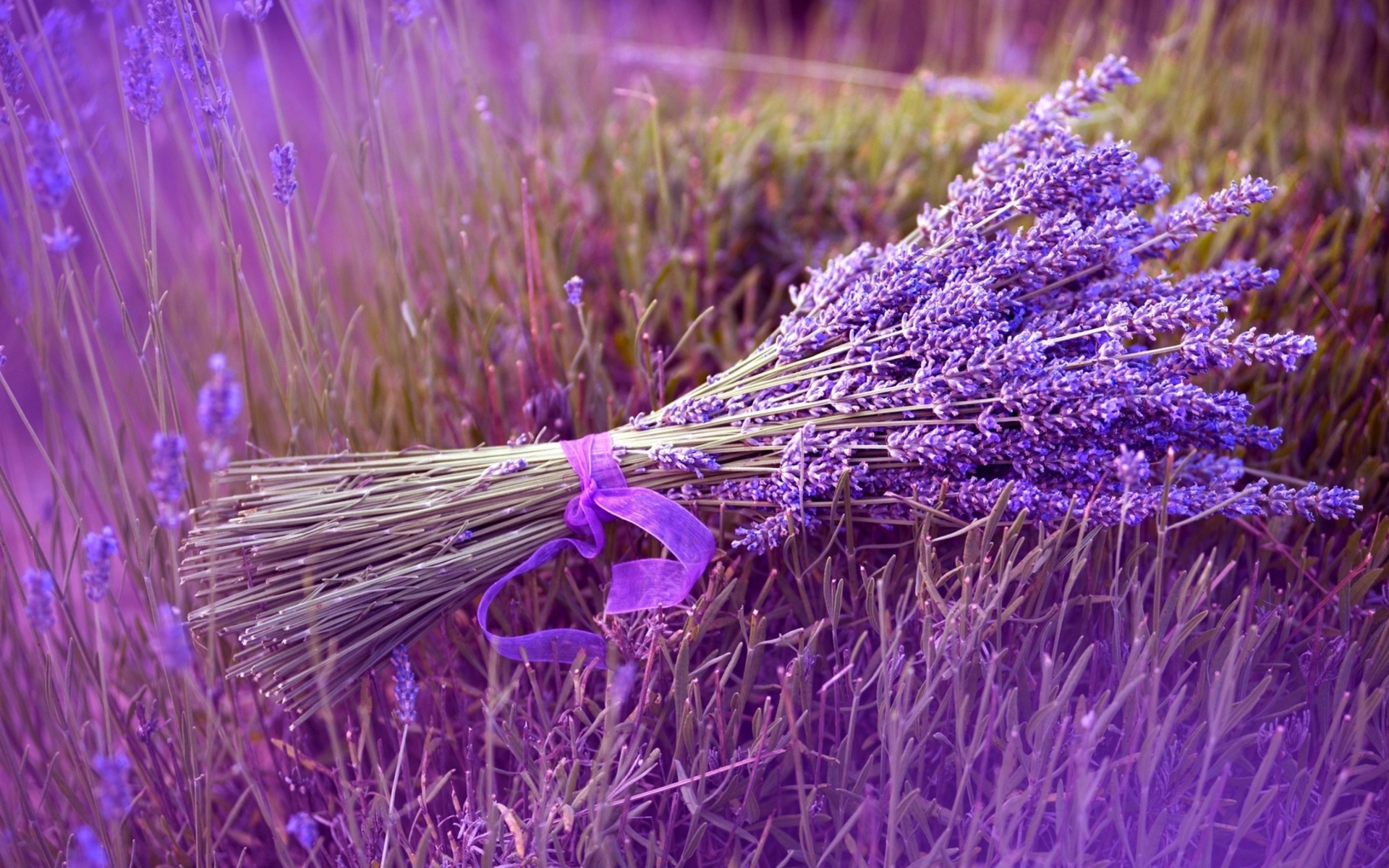 Wallpaper Lavender Field Wallpapers