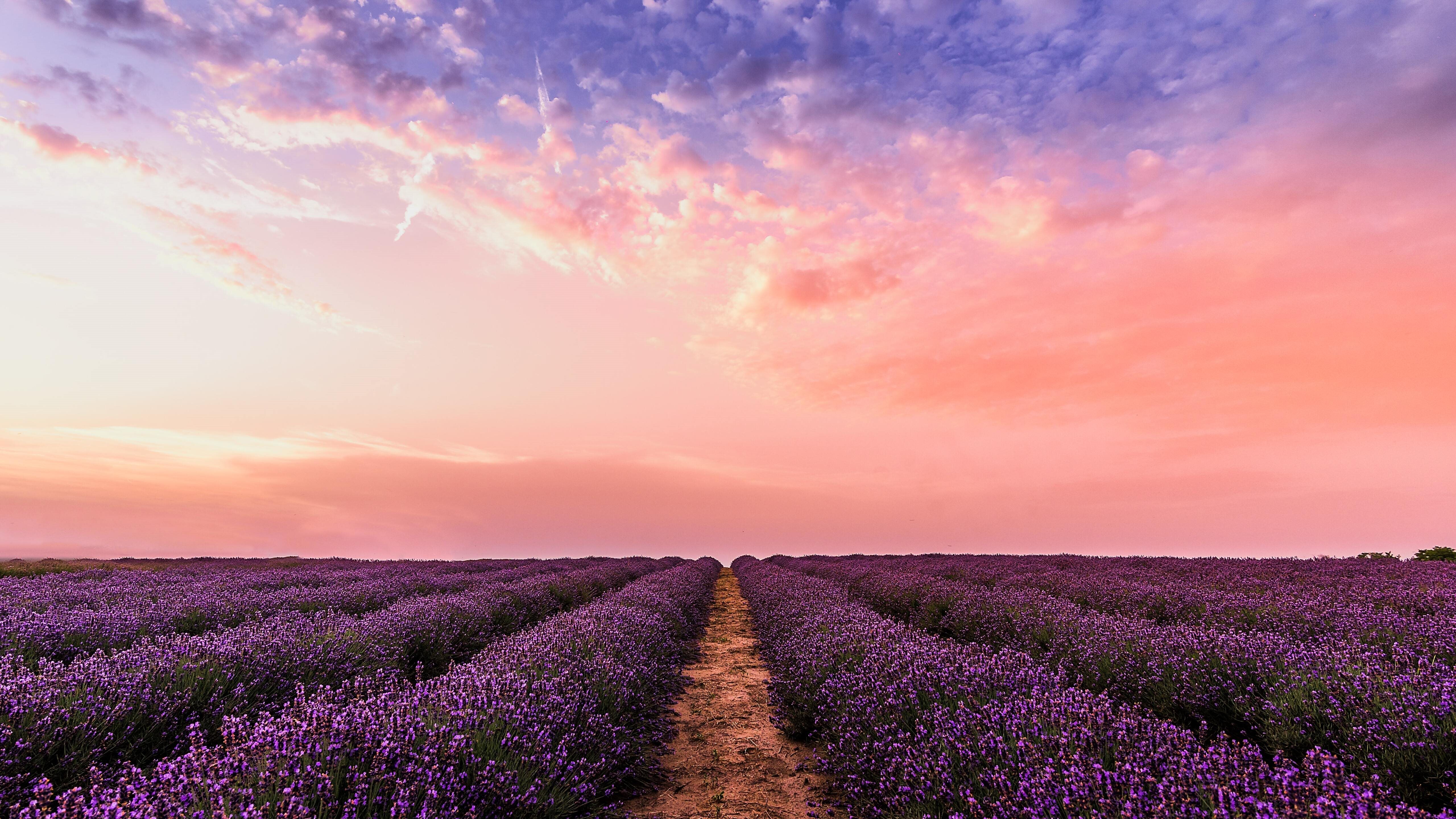 Wallpaper Lavender Field Wallpapers