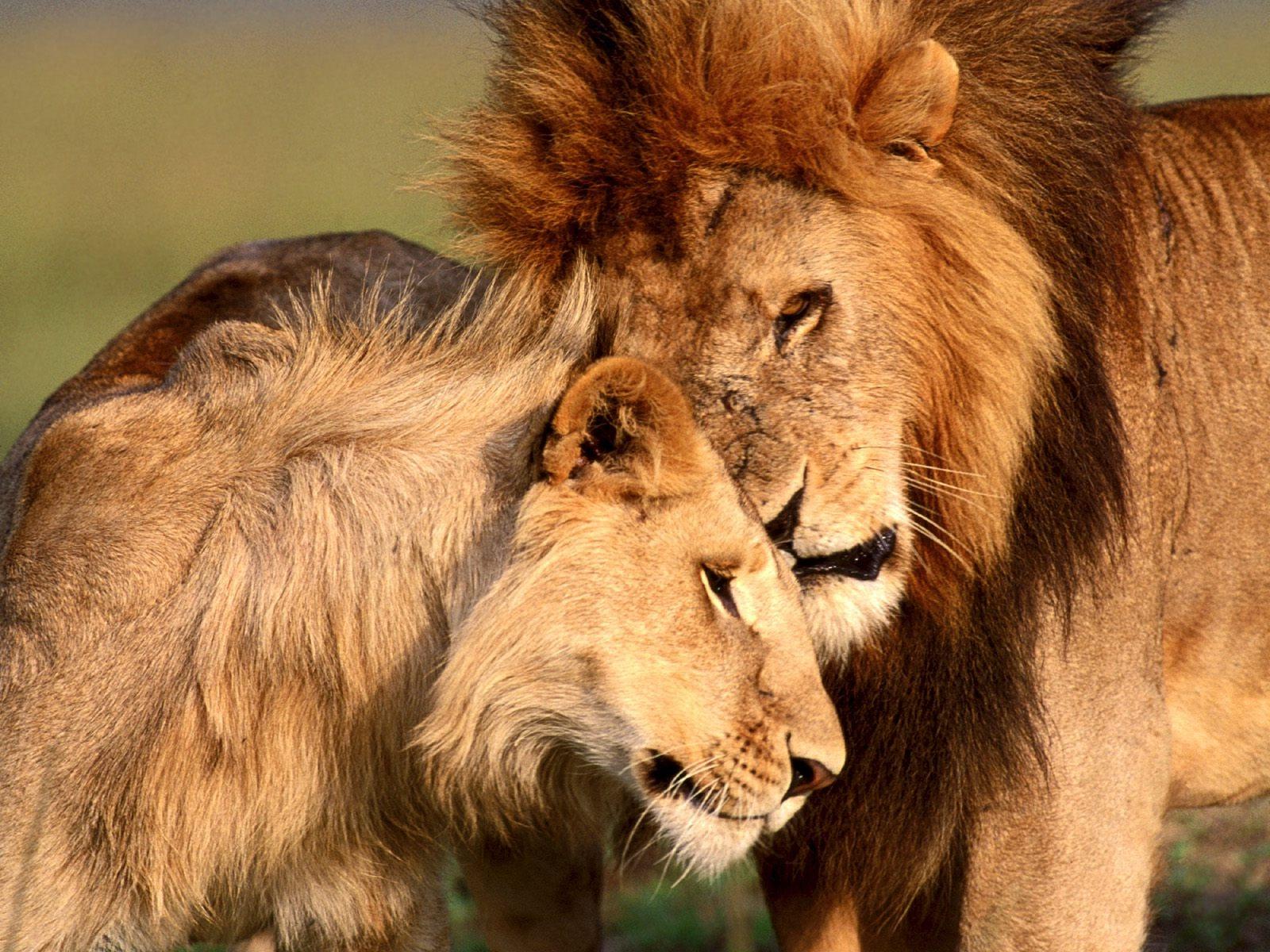 Wallpaper Lion And Lioness Wallpapers