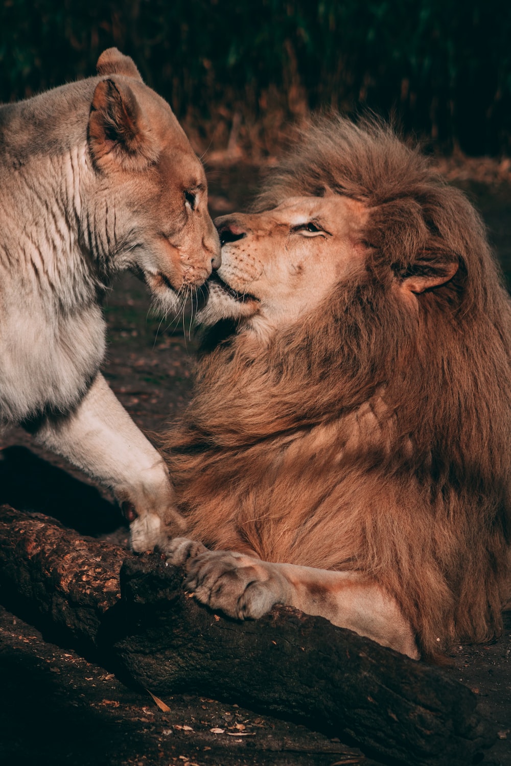 Wallpaper Lion And Lioness Wallpapers