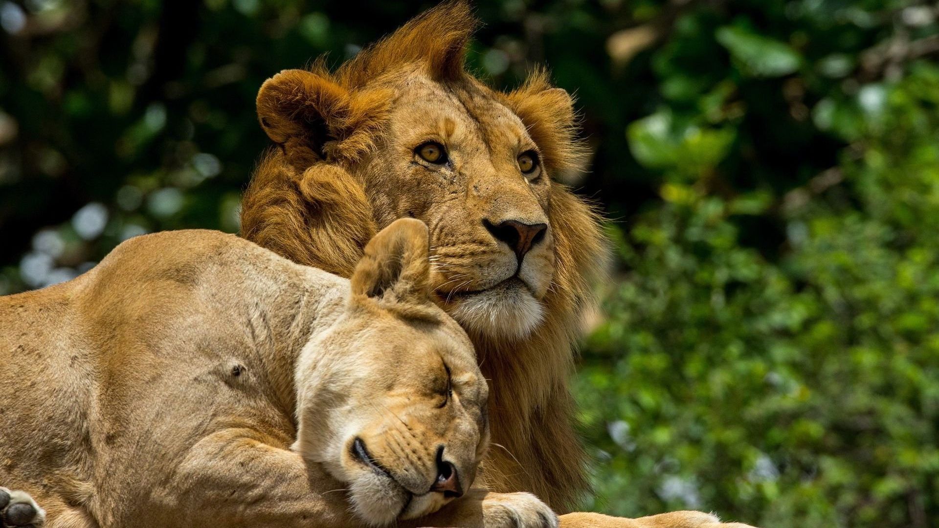 Wallpaper Lion And Lioness Wallpapers