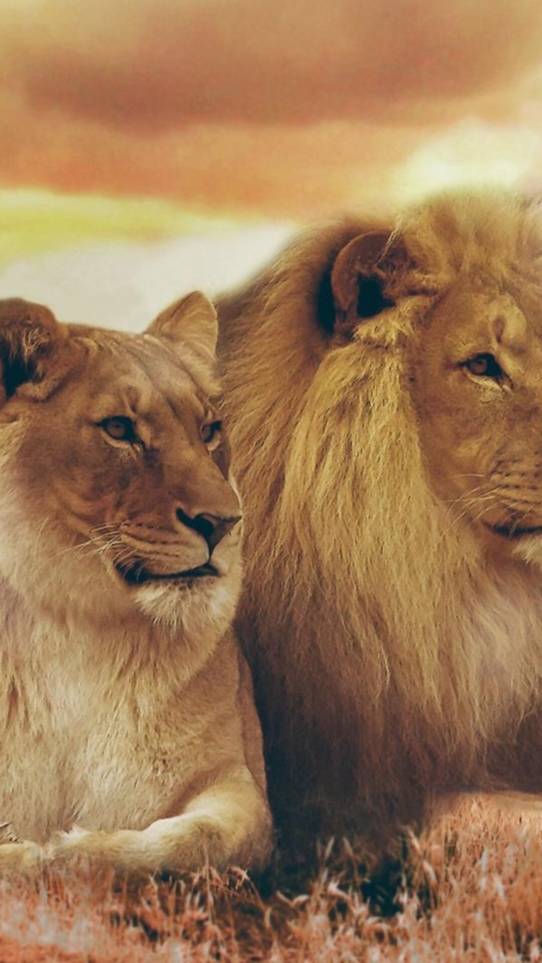 Wallpaper Lion And Lioness Wallpapers