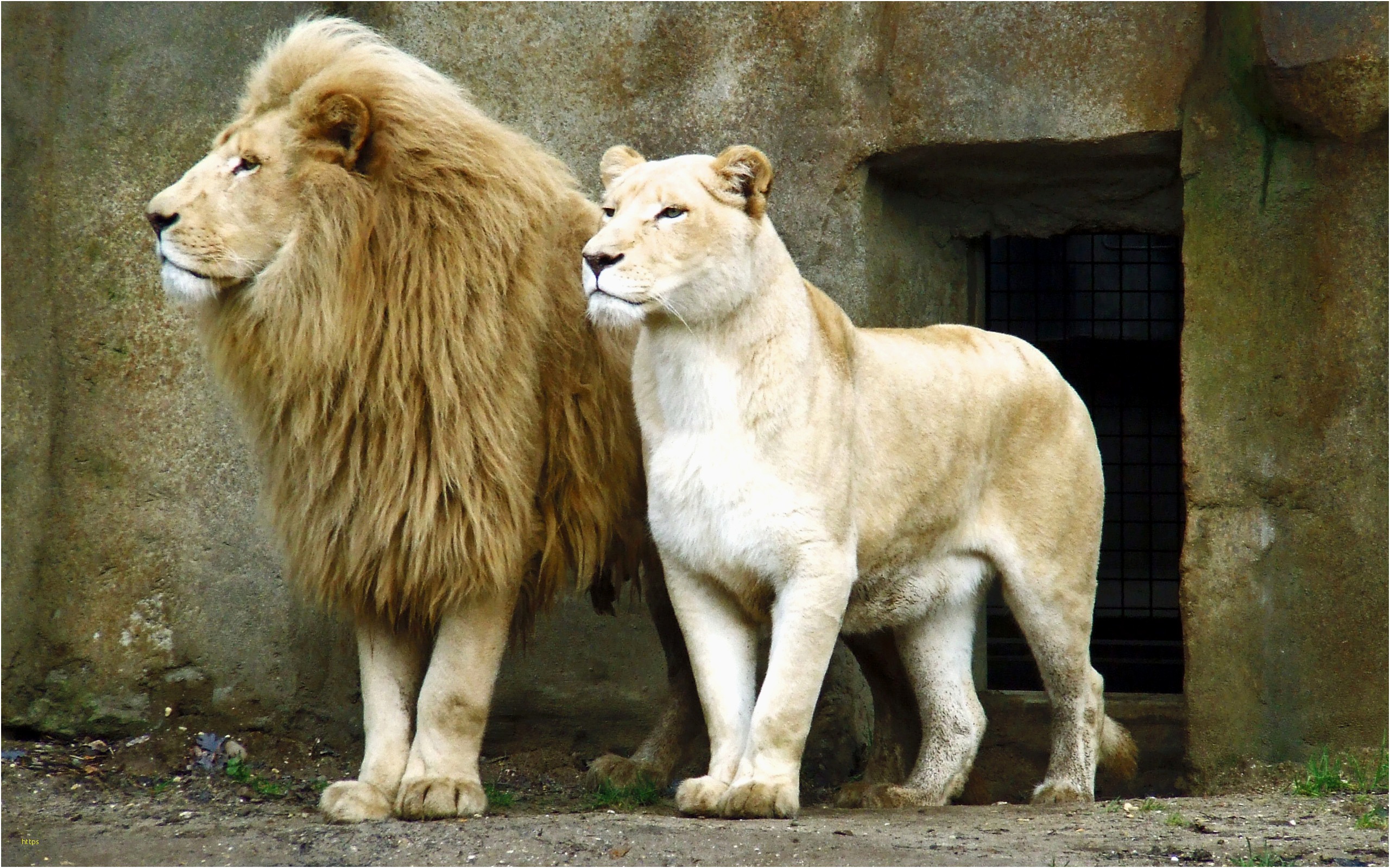 Wallpaper Lion And Lioness Wallpapers