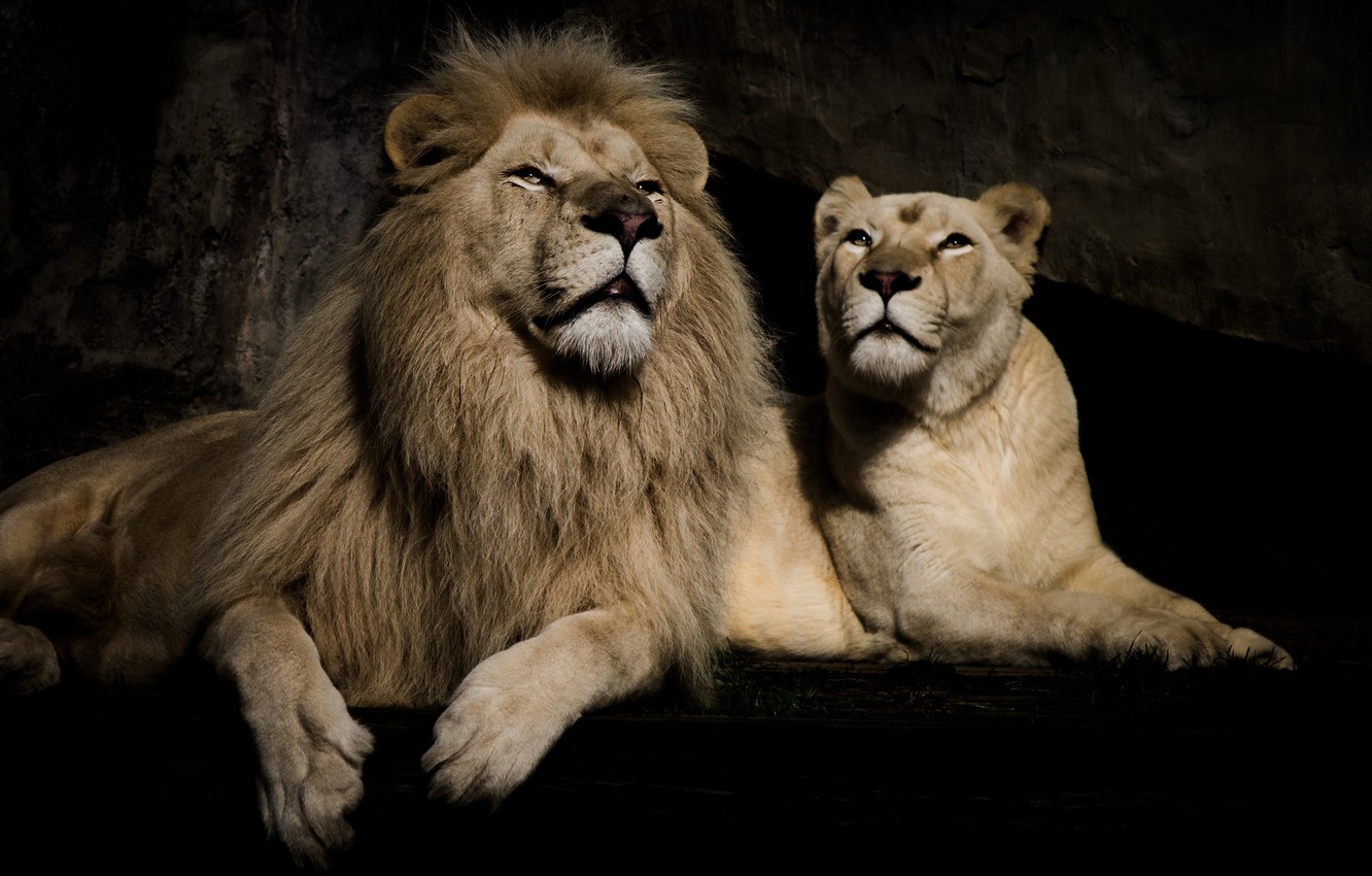 Wallpaper Lion And Lioness Wallpapers