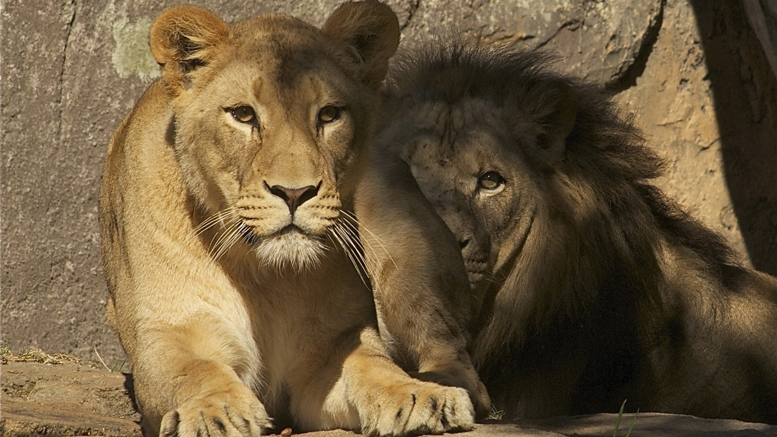 Wallpaper Lion And Lioness Wallpapers