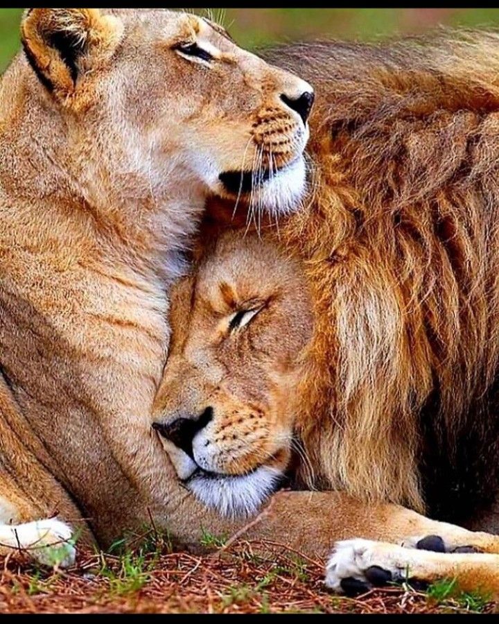 Wallpaper Lion And Lioness Wallpapers