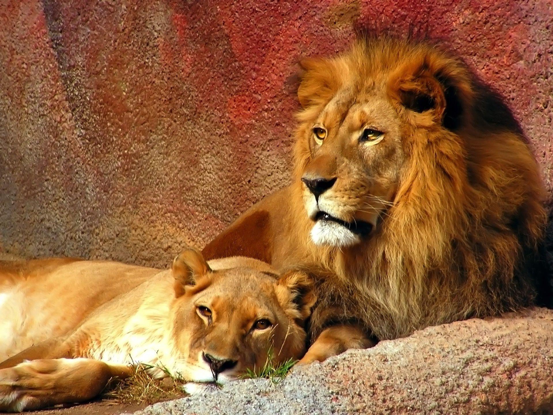 Wallpaper Lion And Lioness Wallpapers