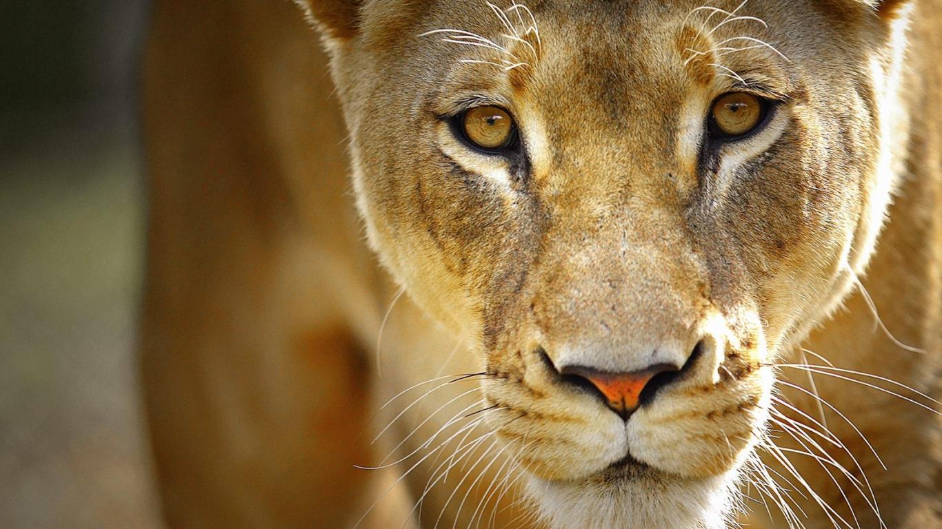 Wallpaper Lion And Lioness Wallpapers