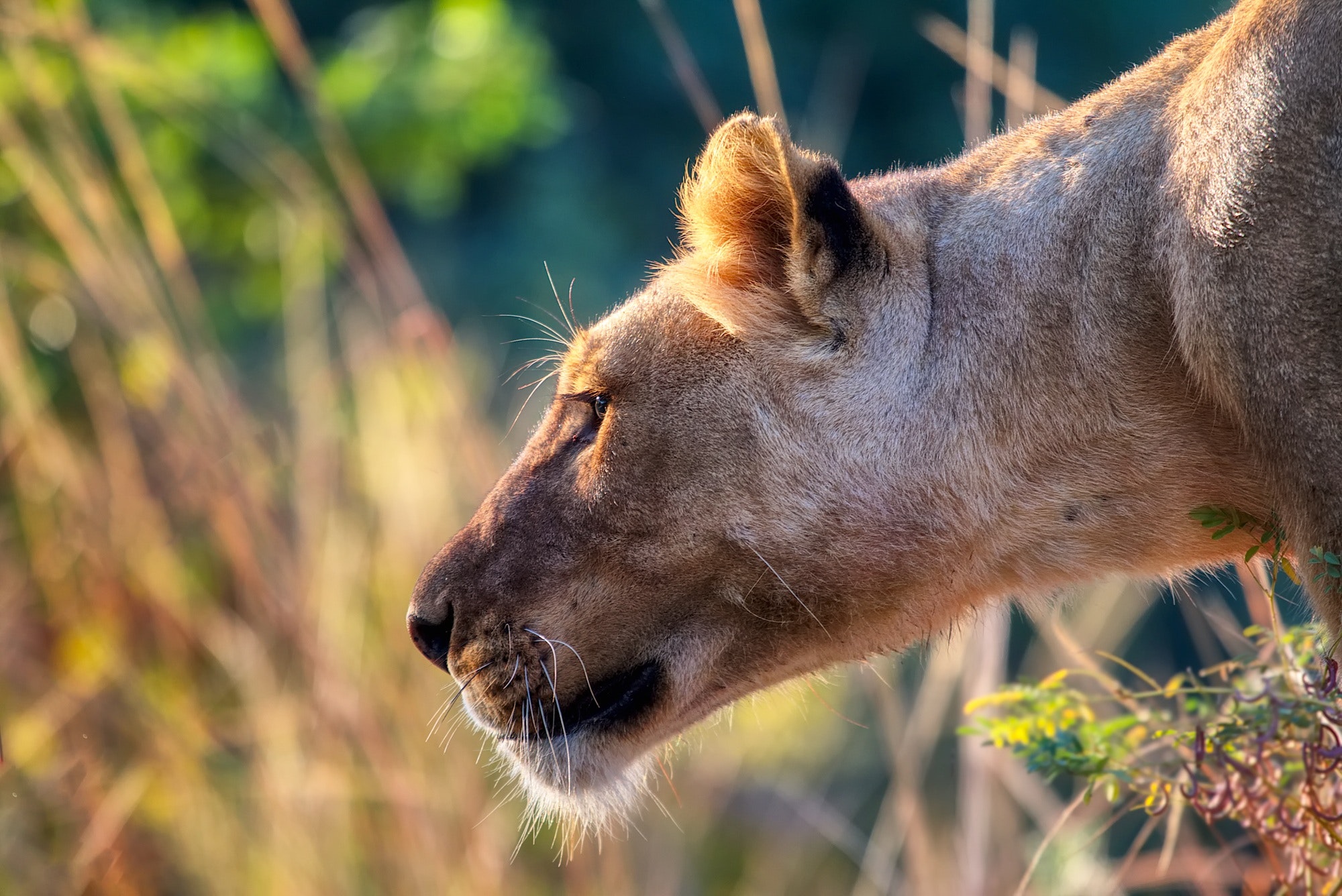 Wallpaper Lion And Lioness Wallpapers