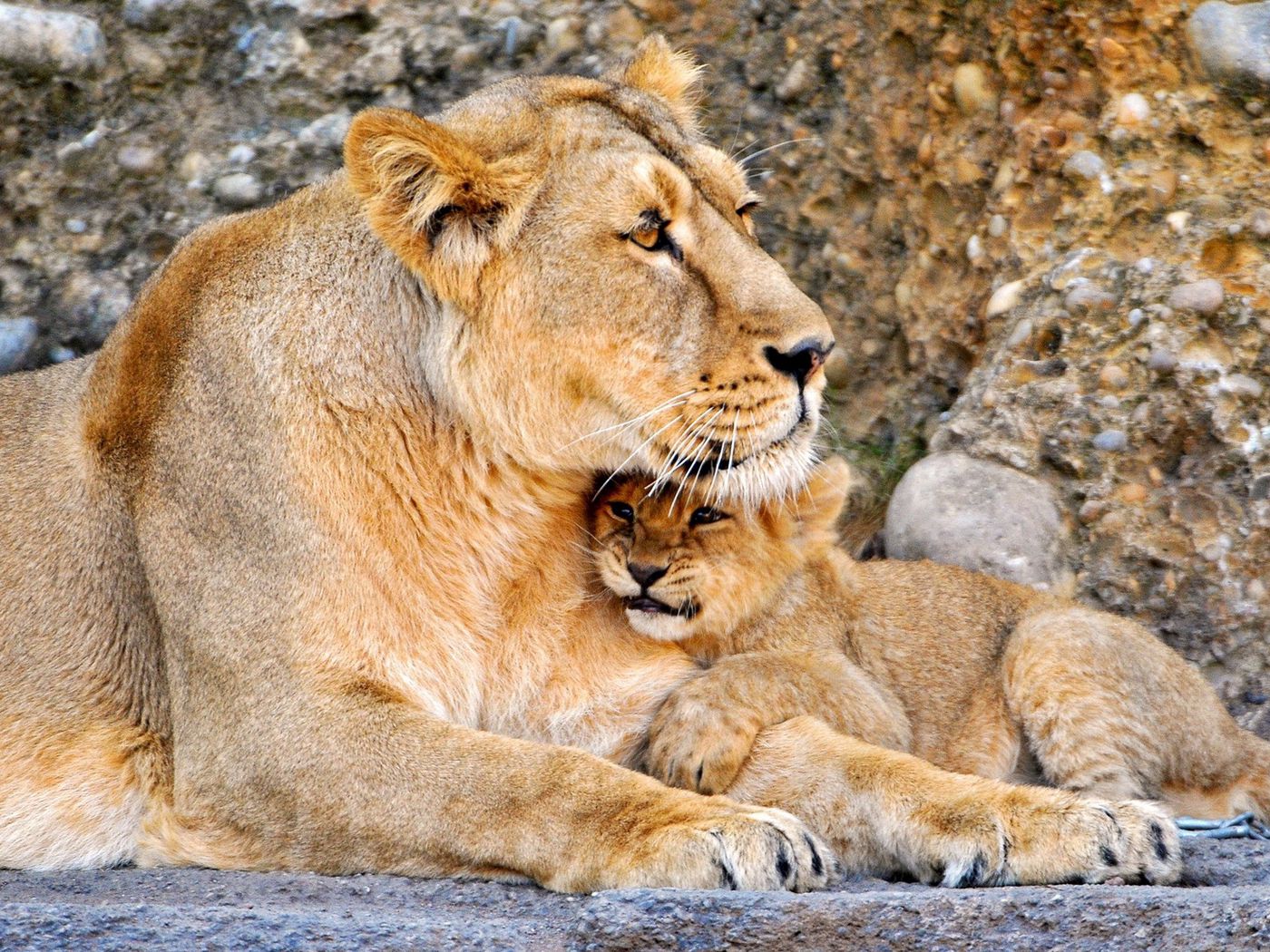 Wallpaper Lion And Lioness Wallpapers