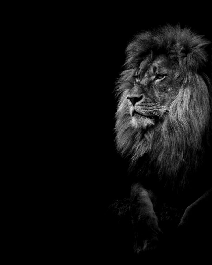 Wallpaper Lion And Lioness Wallpapers