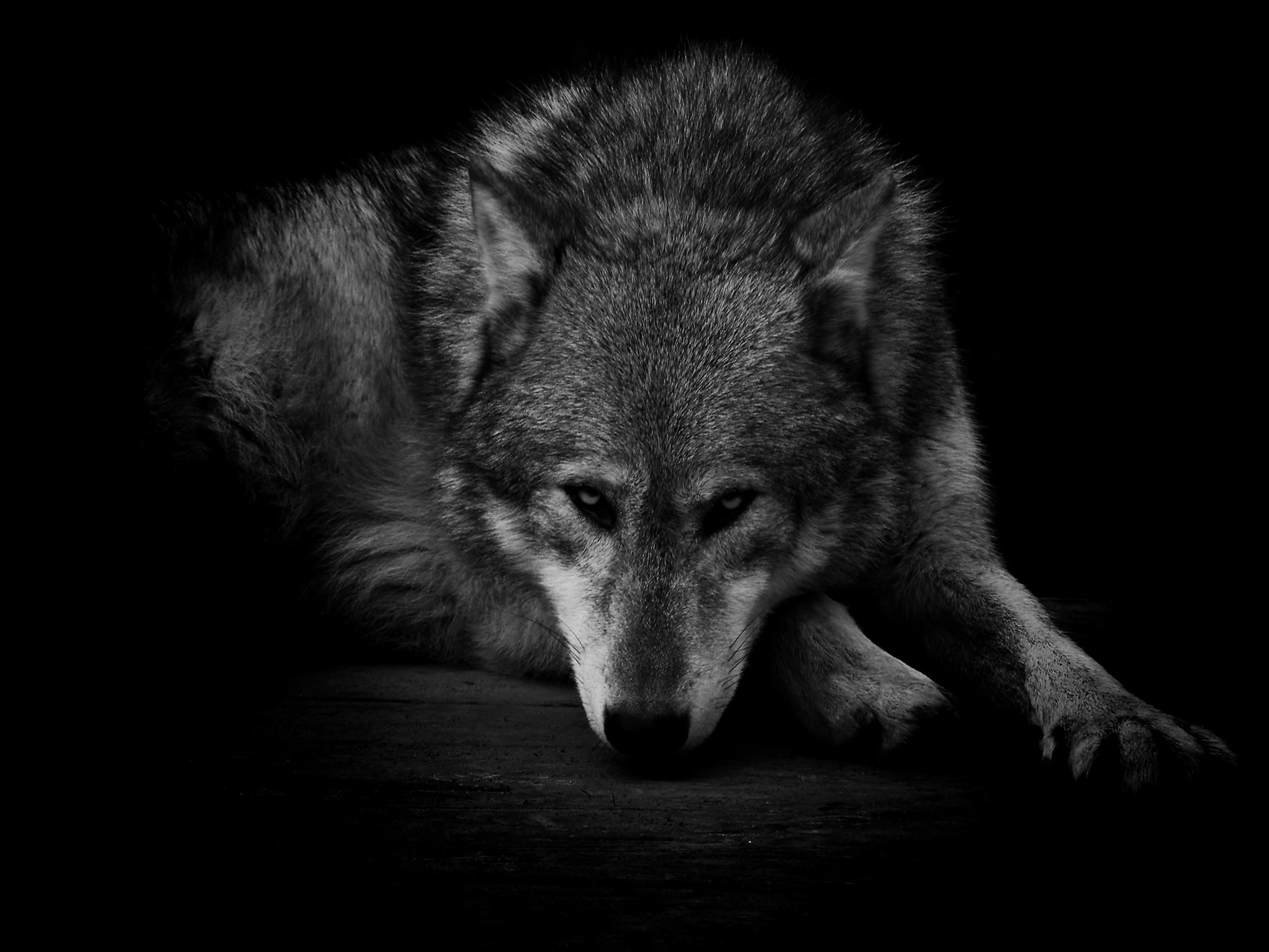 Wallpaper Lone Wolf Wallpapers