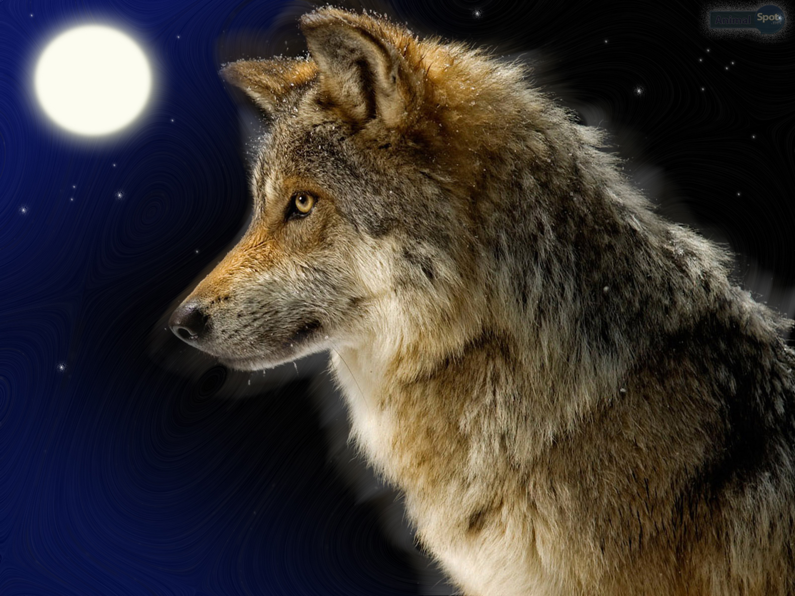 Wallpaper Lone Wolf Wallpapers