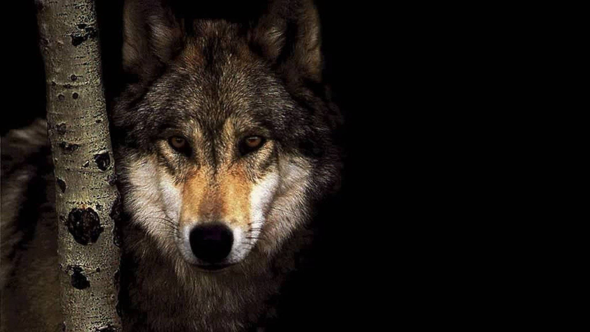 Wallpaper Lone Wolf Wallpapers