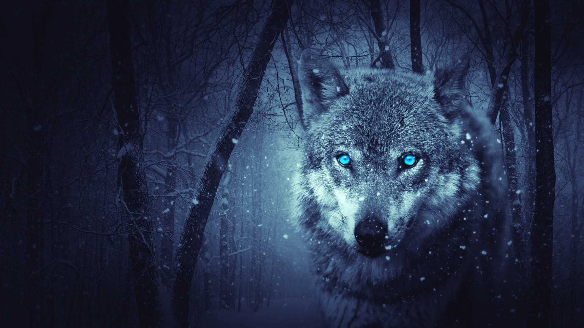 Wallpaper Lone Wolf Wallpapers