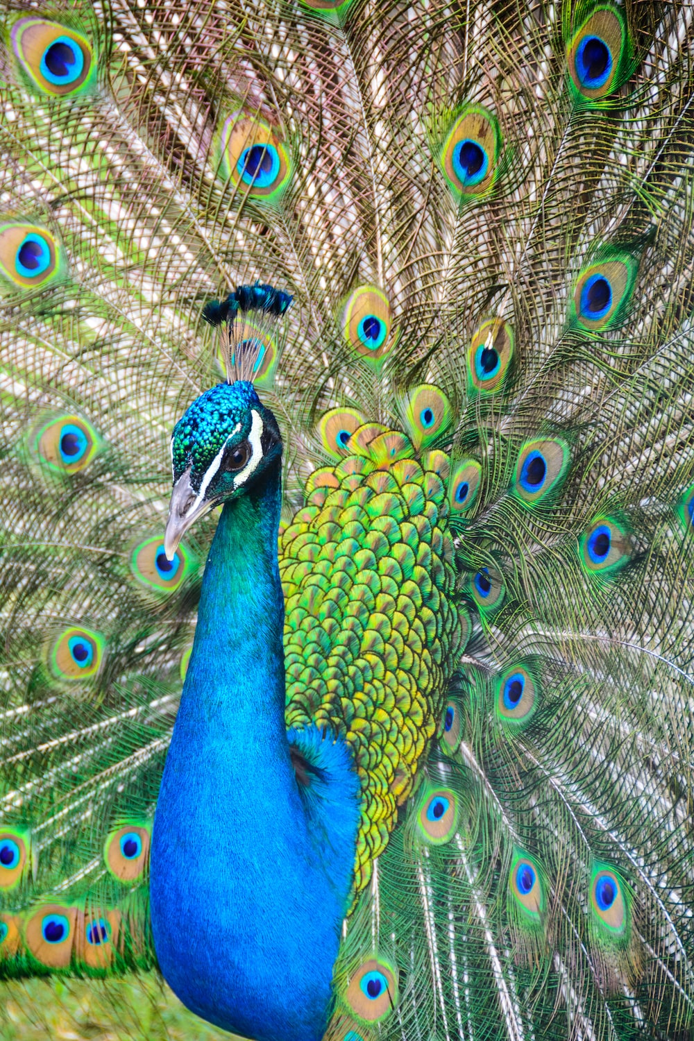 Wallpaper Peacock Wallpapers