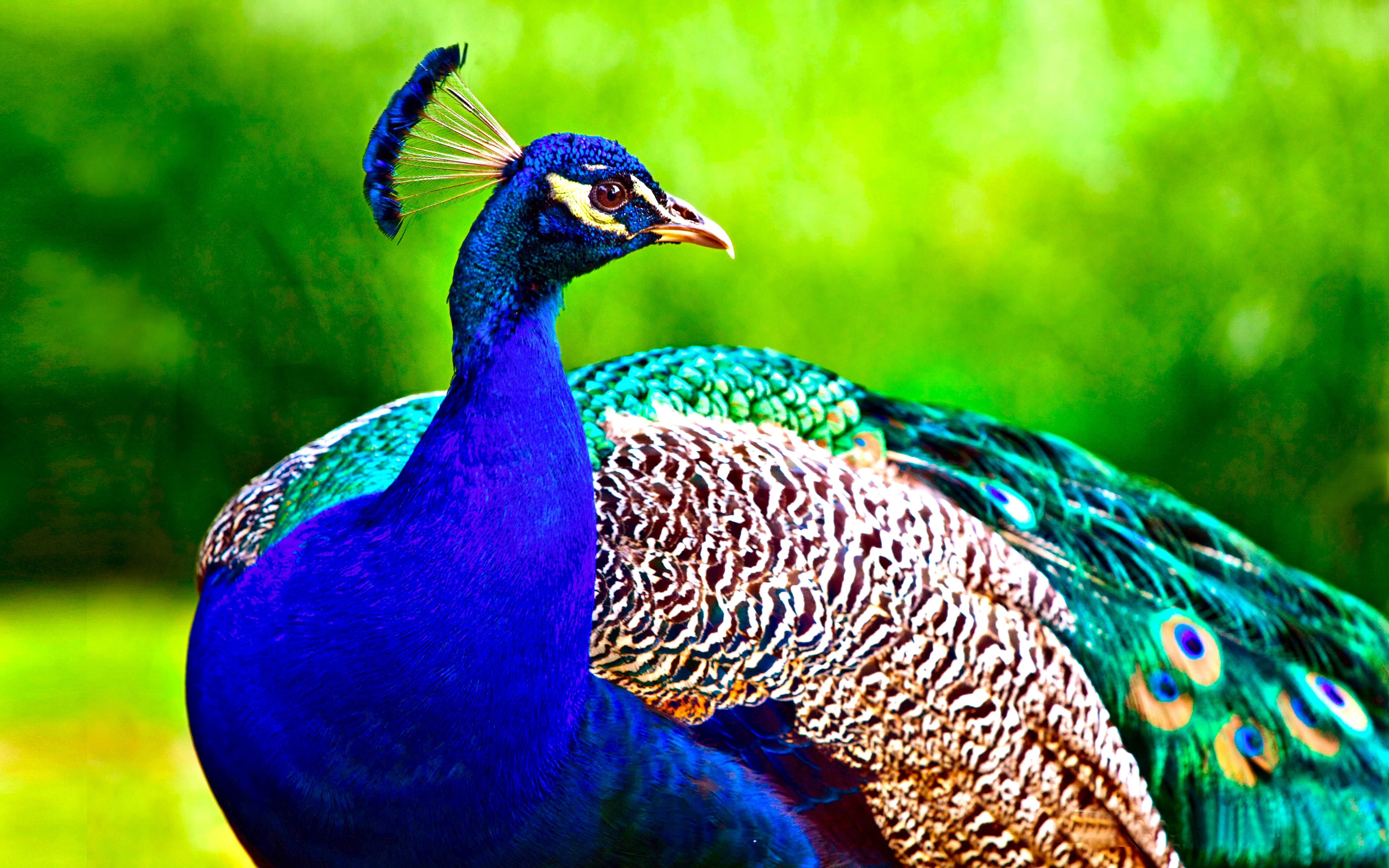 Wallpaper Peacock Wallpapers