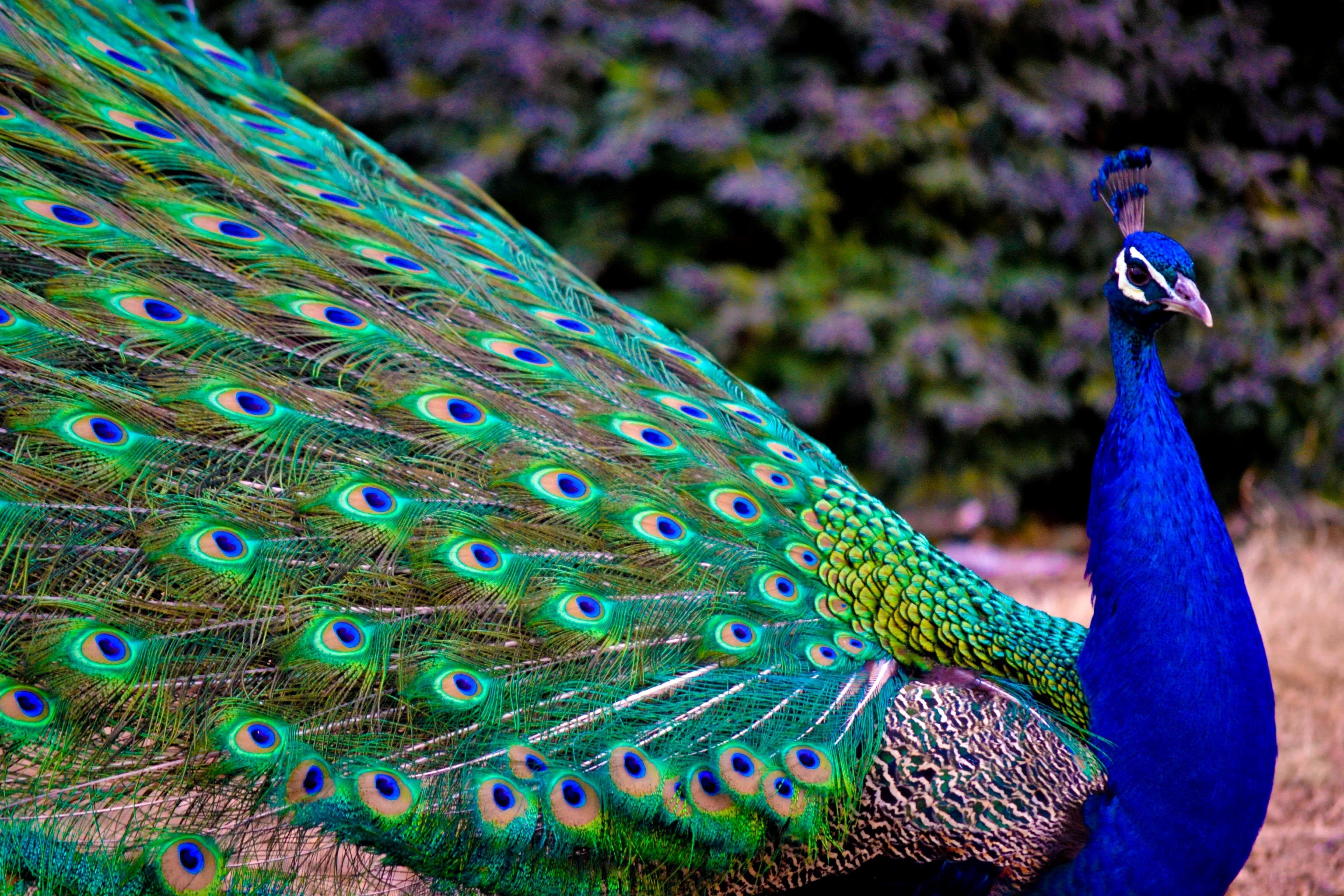 Wallpaper Peacock Wallpapers