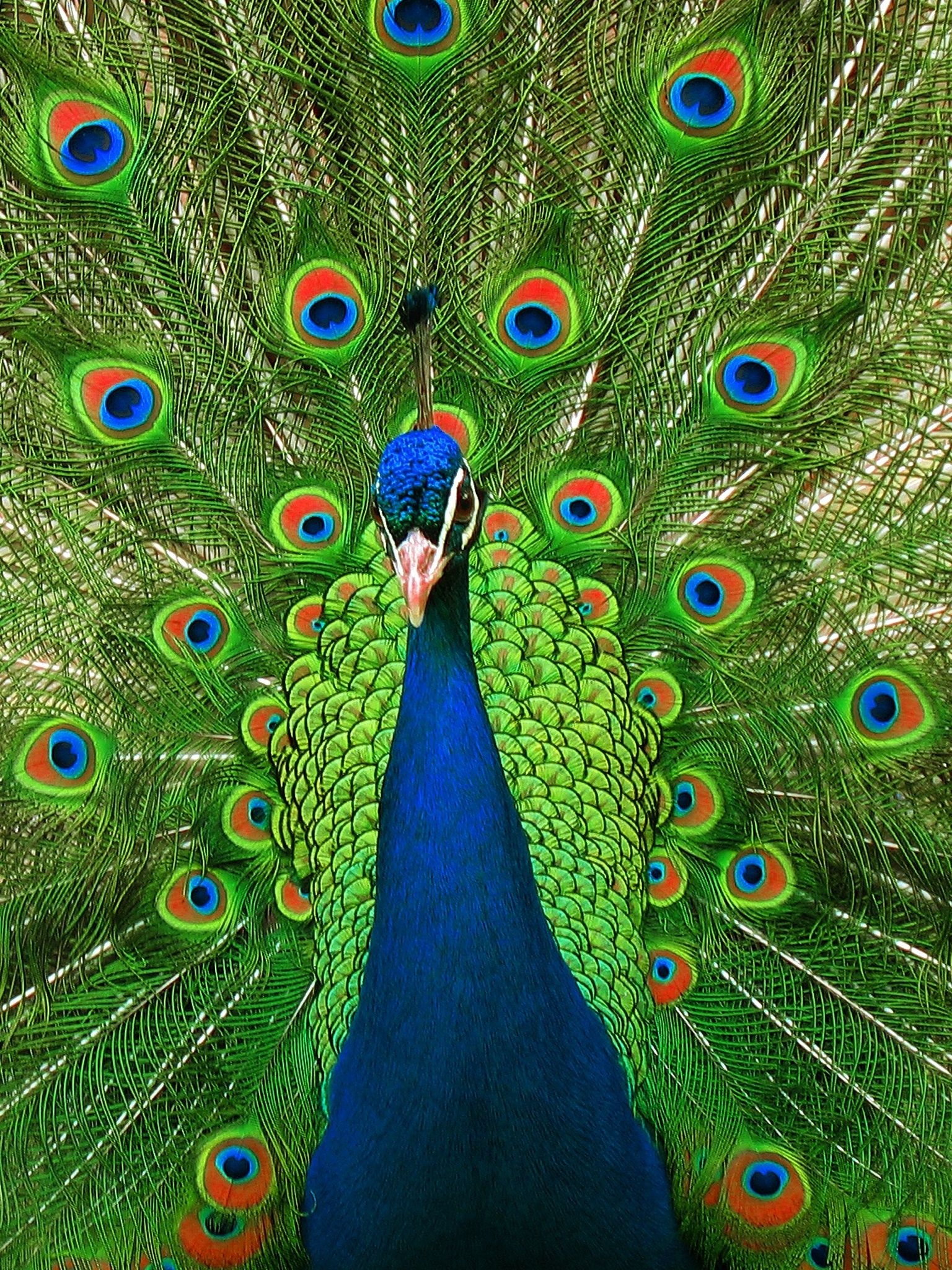 Wallpaper Peacock Wallpapers