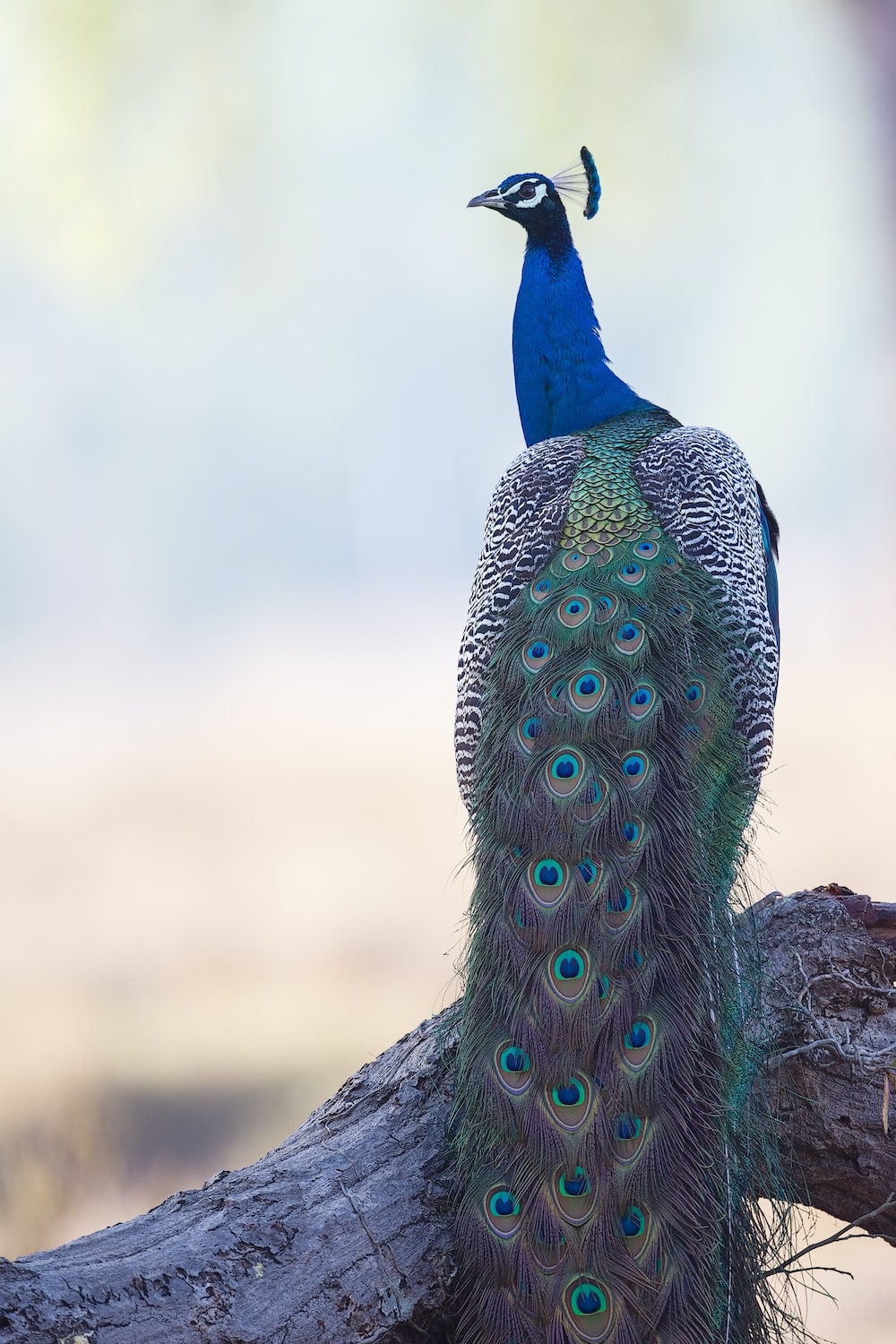 Wallpaper Peacock Wallpapers