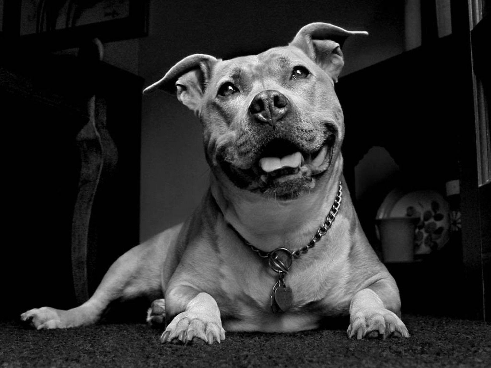 Wallpaper Pit Bulls Wallpapers